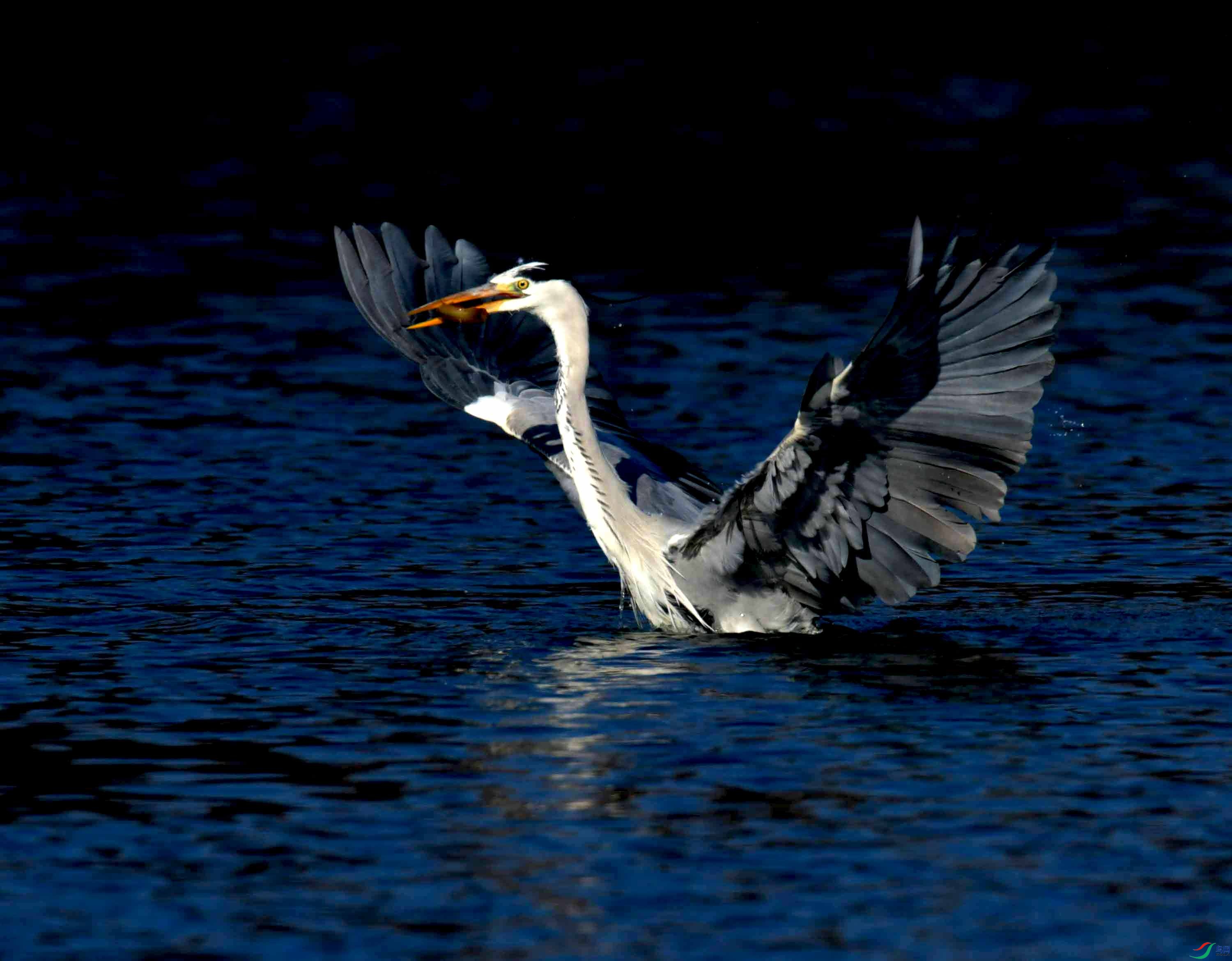 DSC_0613.JPG