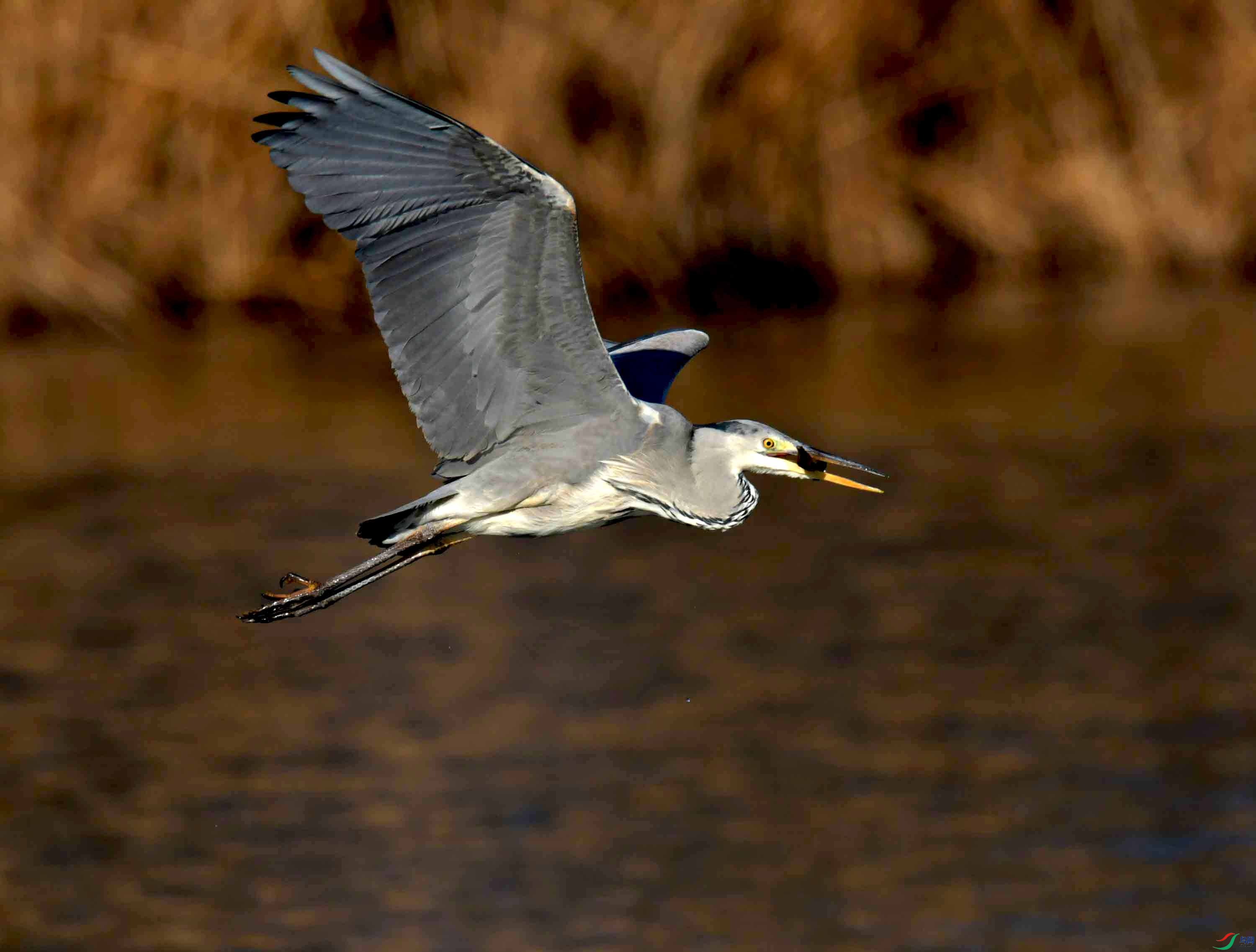 DSC_0607.JPG