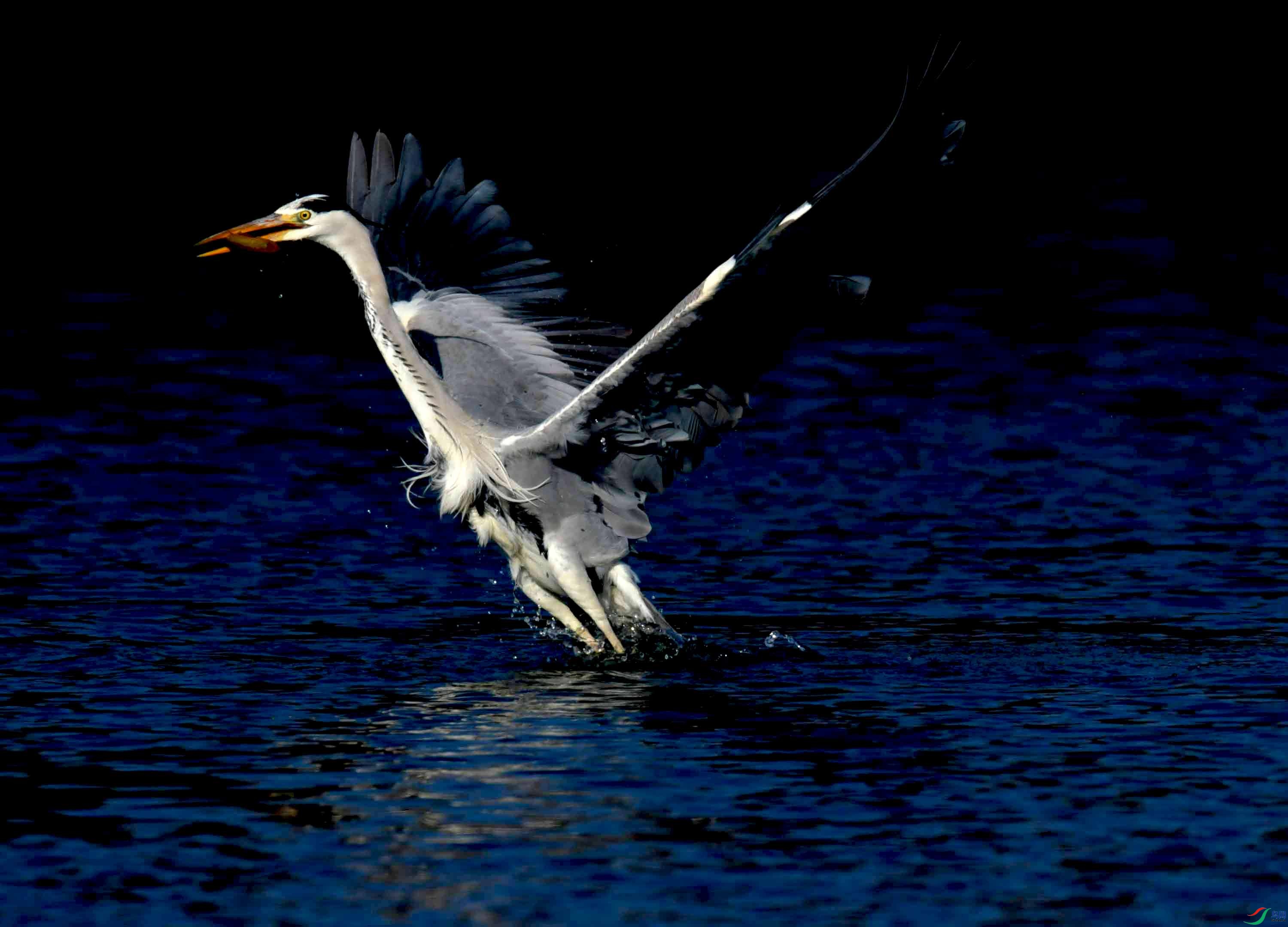 DSC_0615.JPG