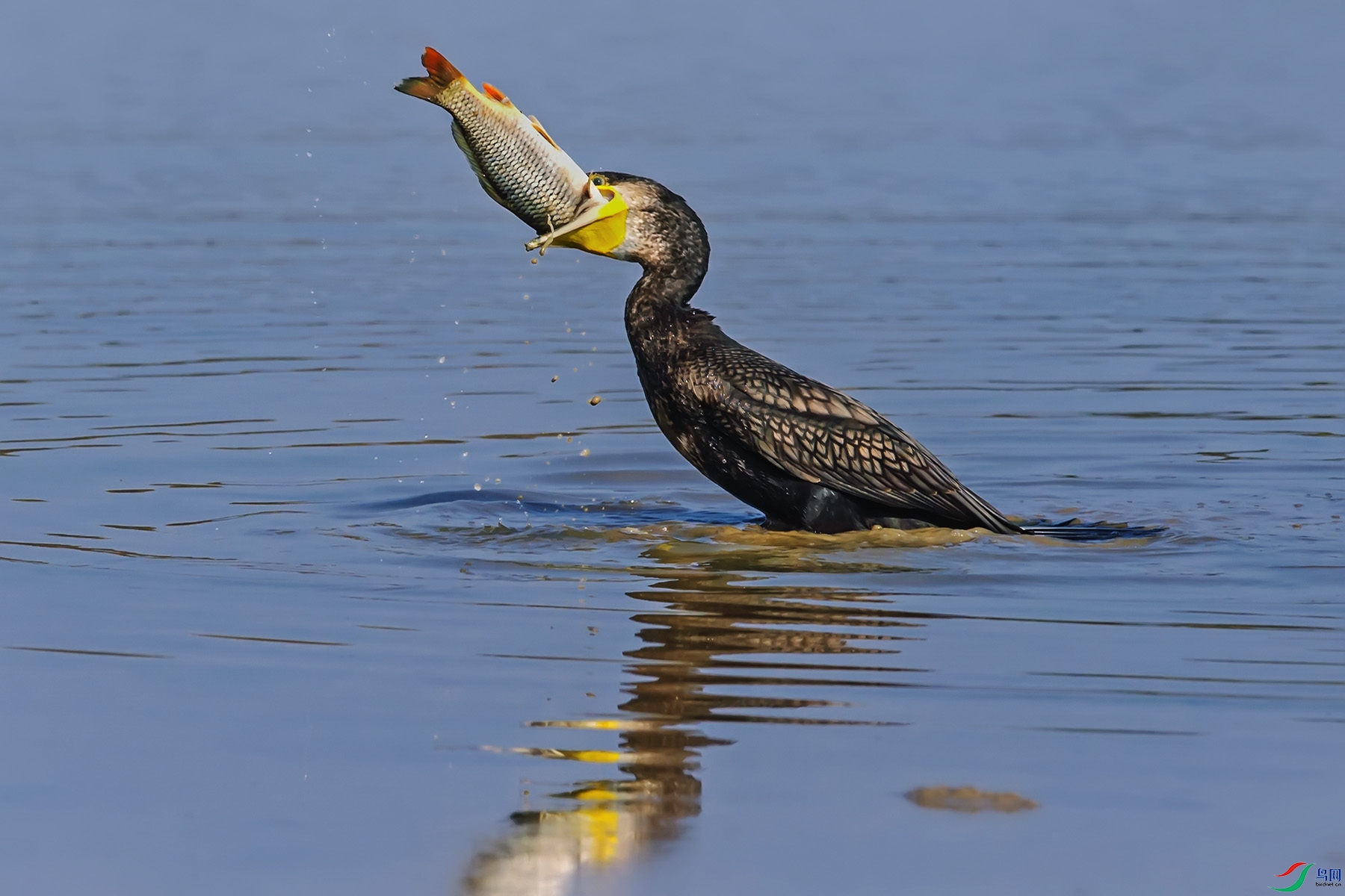 ����̴���