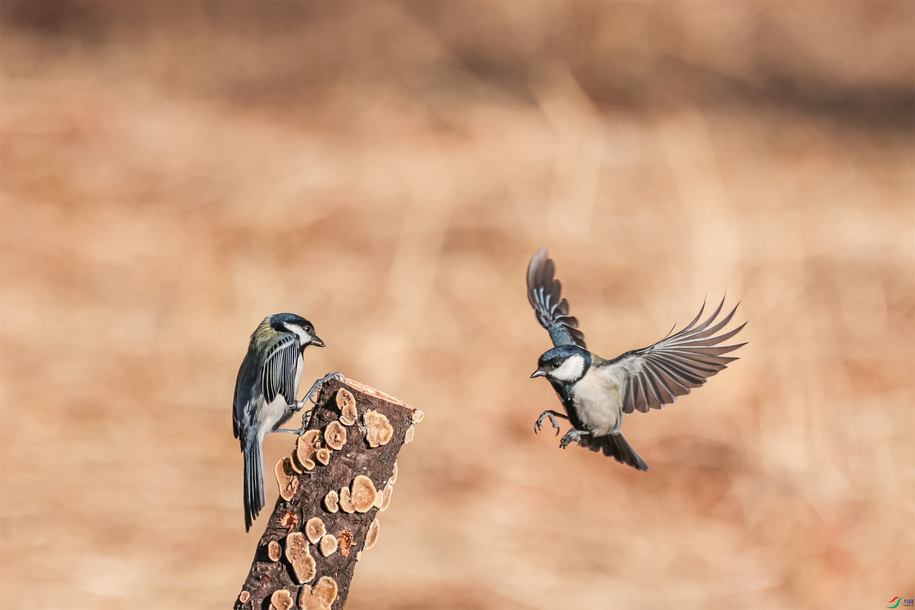 1K3A6541 ����1.jpg