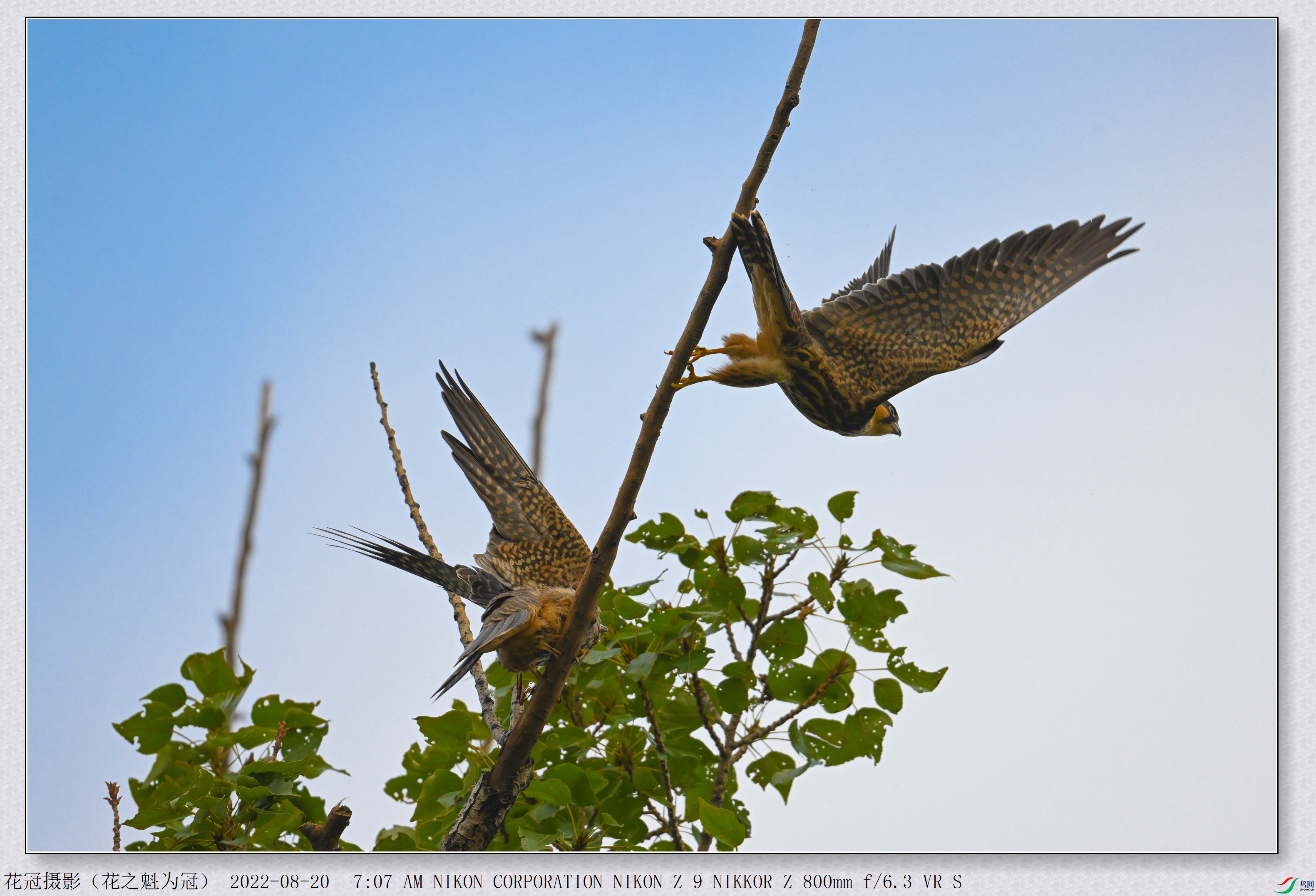 DSC_2984B-1_����.jpg
