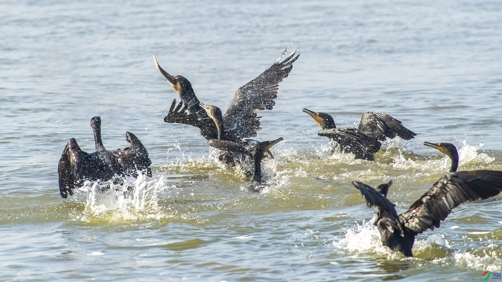 YFJ_4288 ����--DeNoiseAI-clear(18).jpg