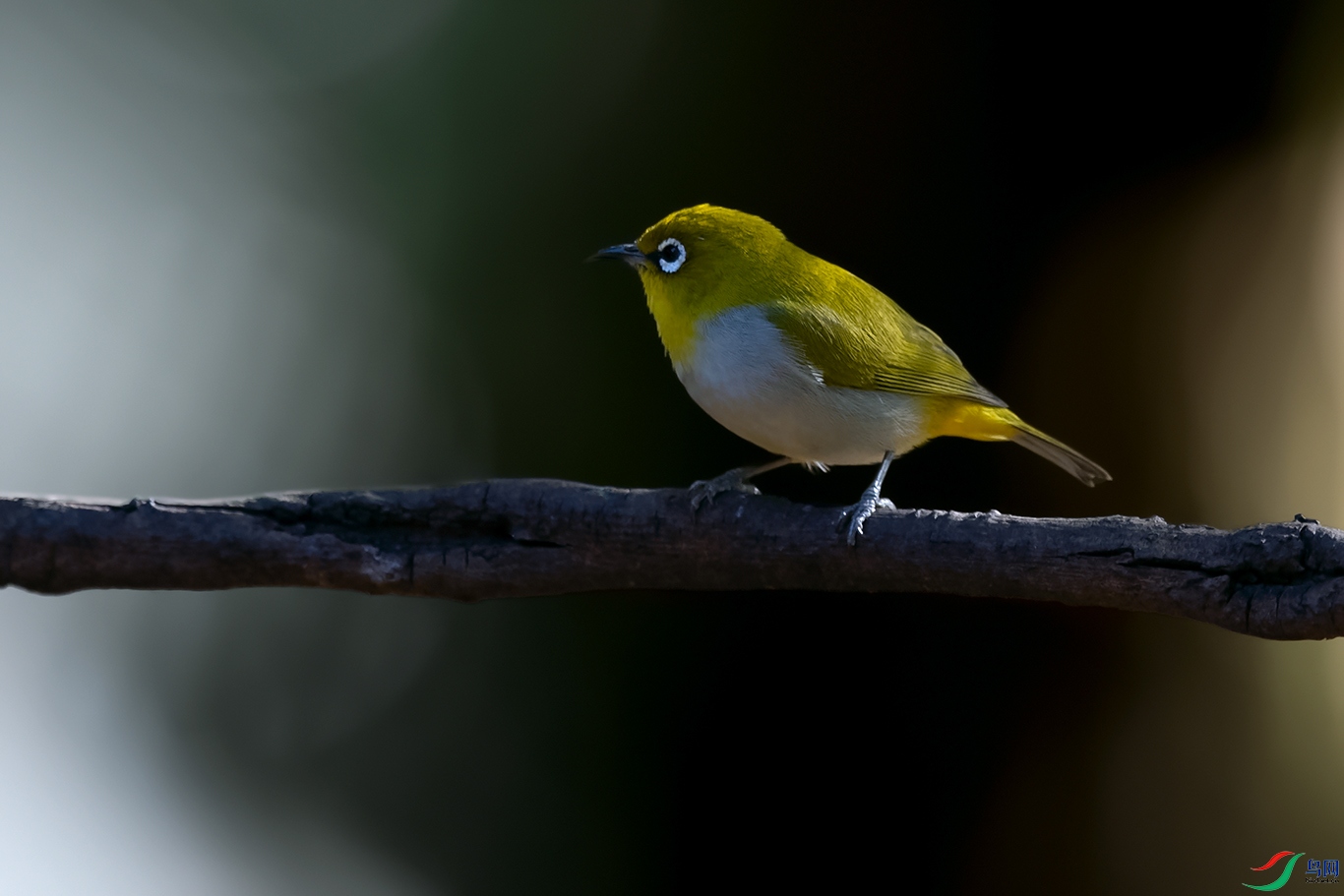 DSC_8267_DxOa.jpg