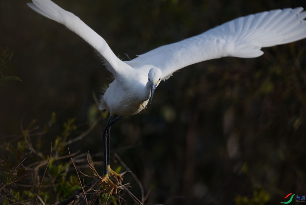 DSC_61232.JPG