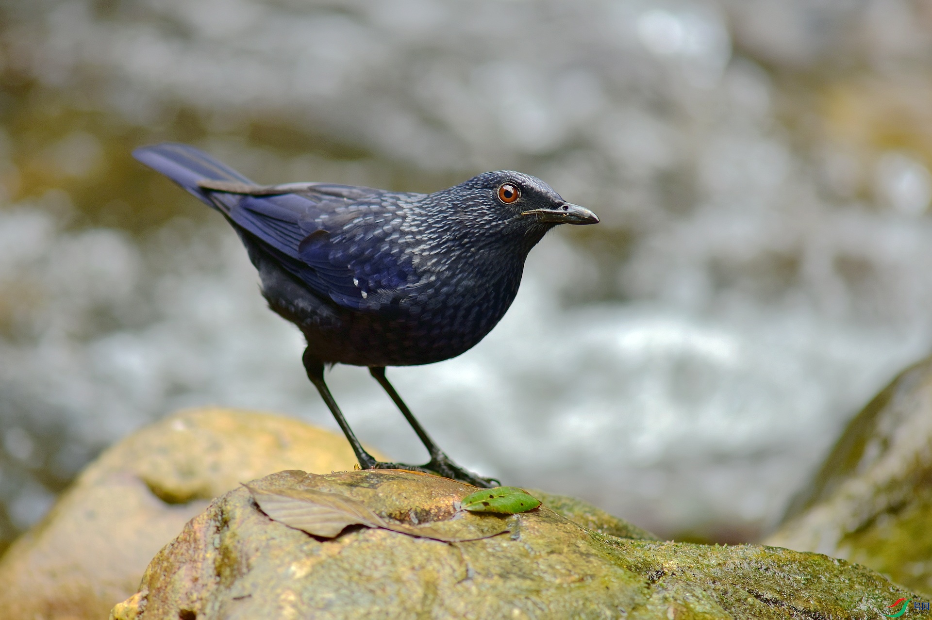 D8I_3092.jpg