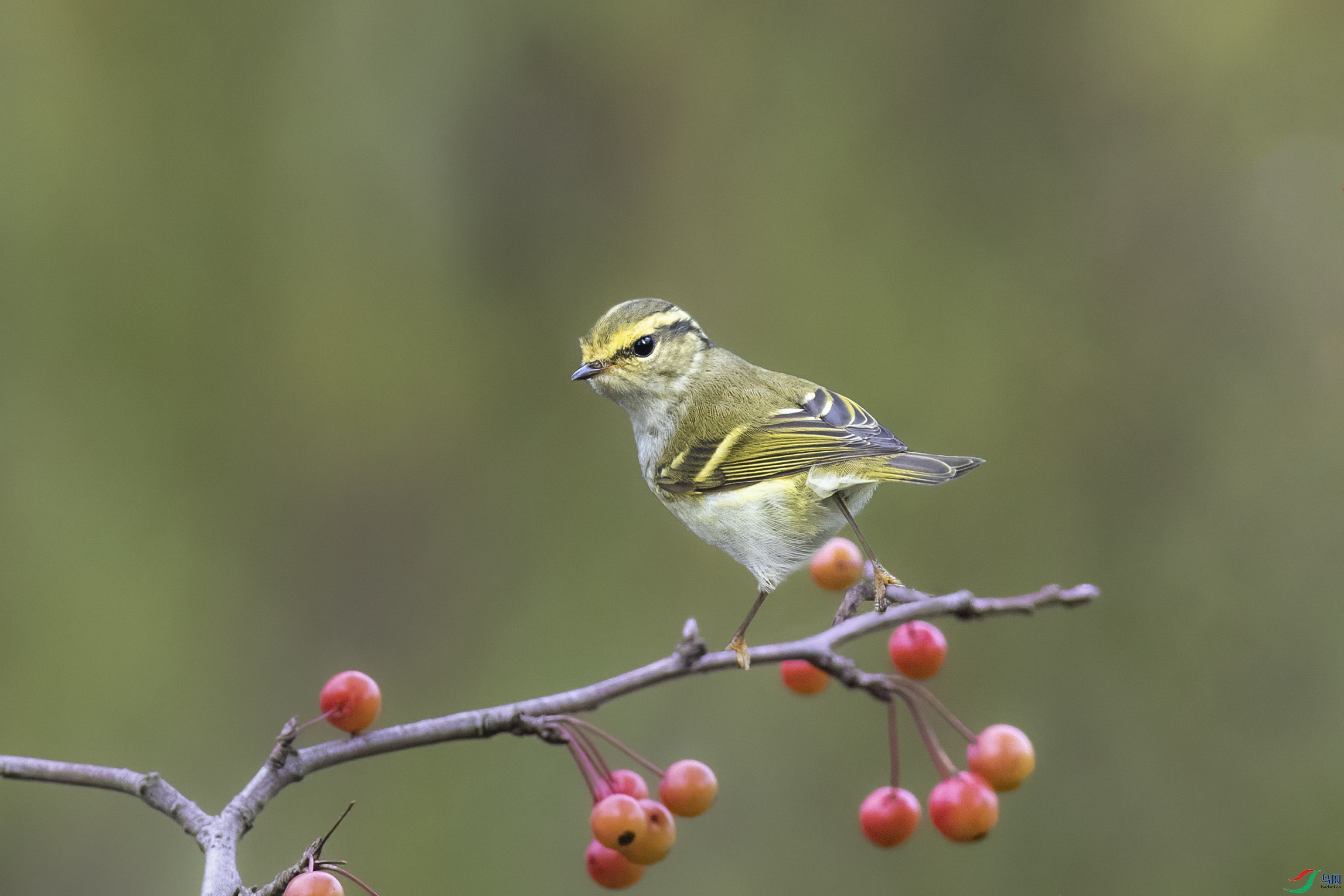 ������ݺ