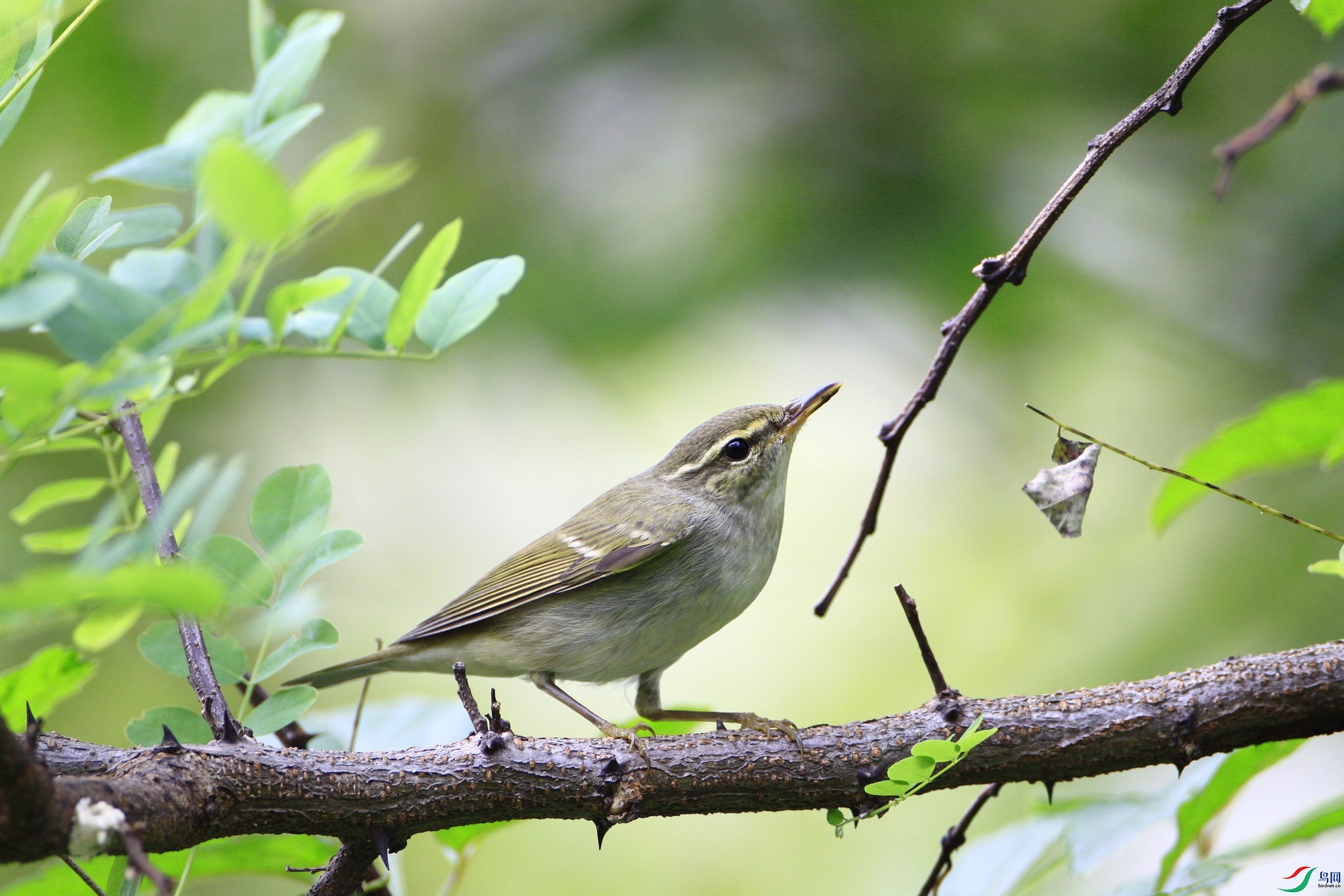 ��ݺ�� _MG_3260.jpg