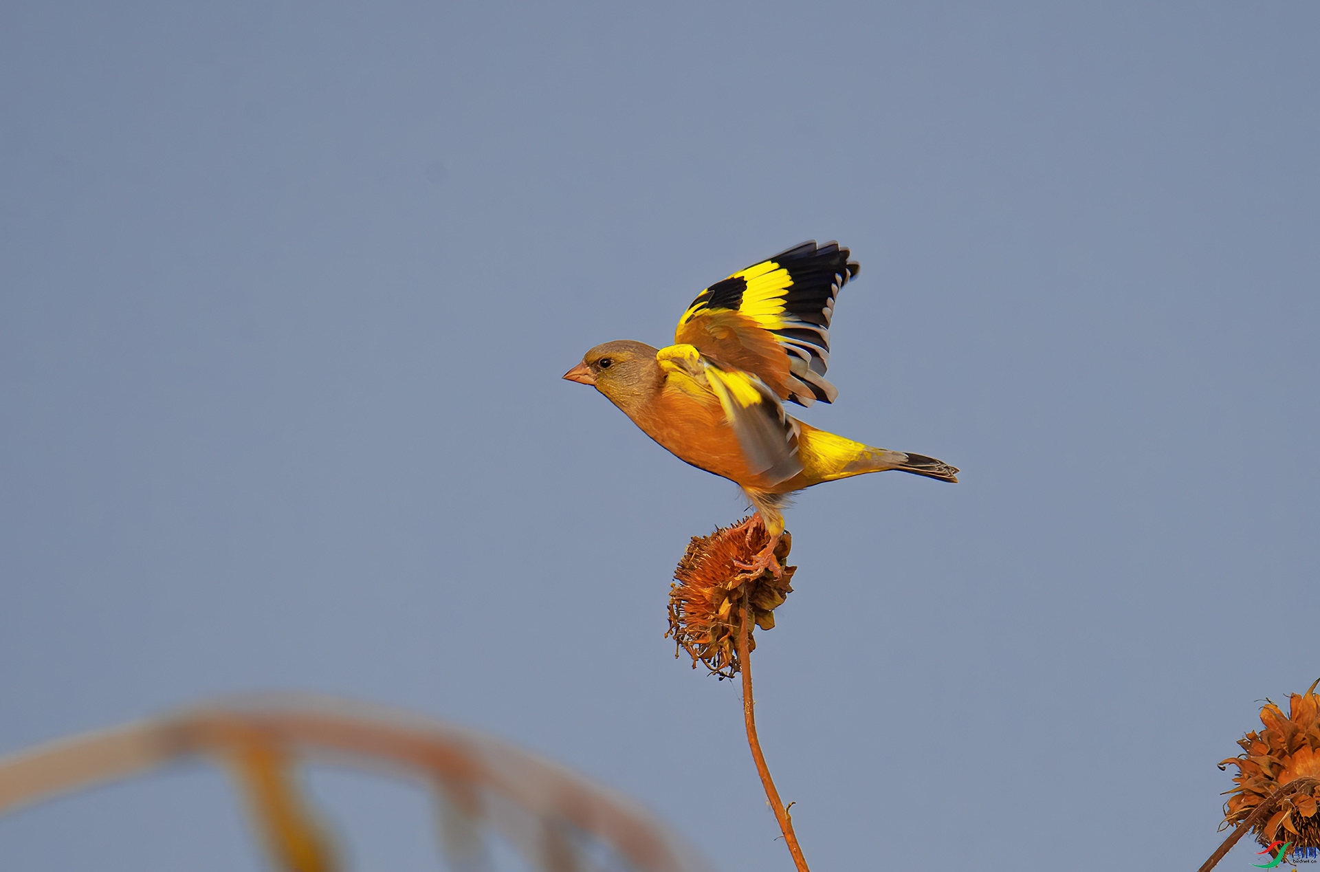 DSC_7325 -1.jpg