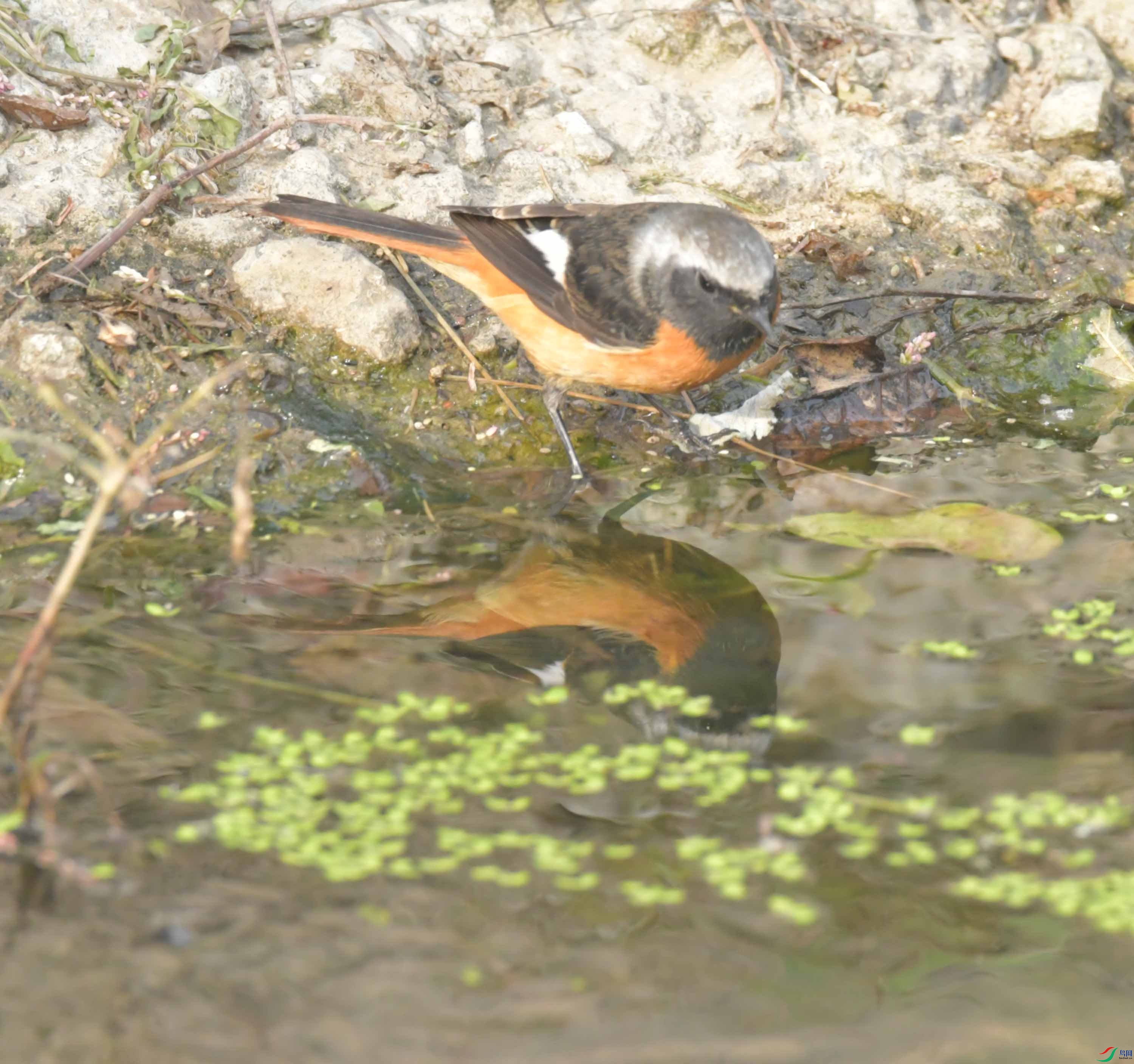 DSC_8499.JPG