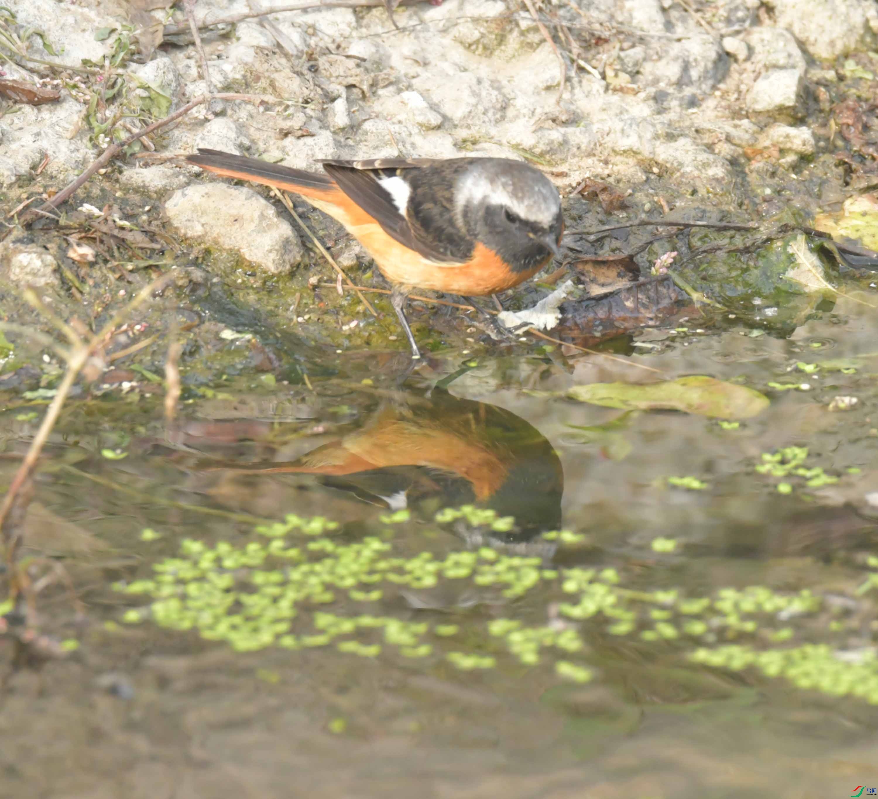 DSC_8498.JPG