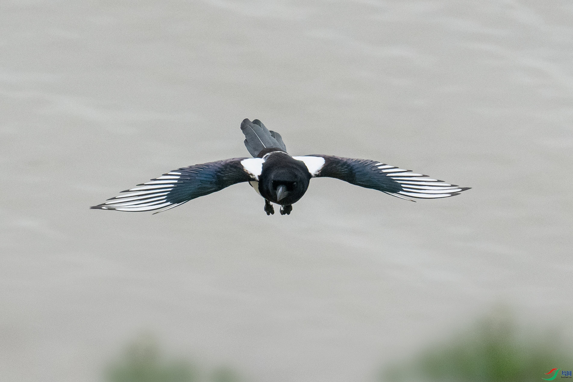 DSC_9162 -1A.jpg