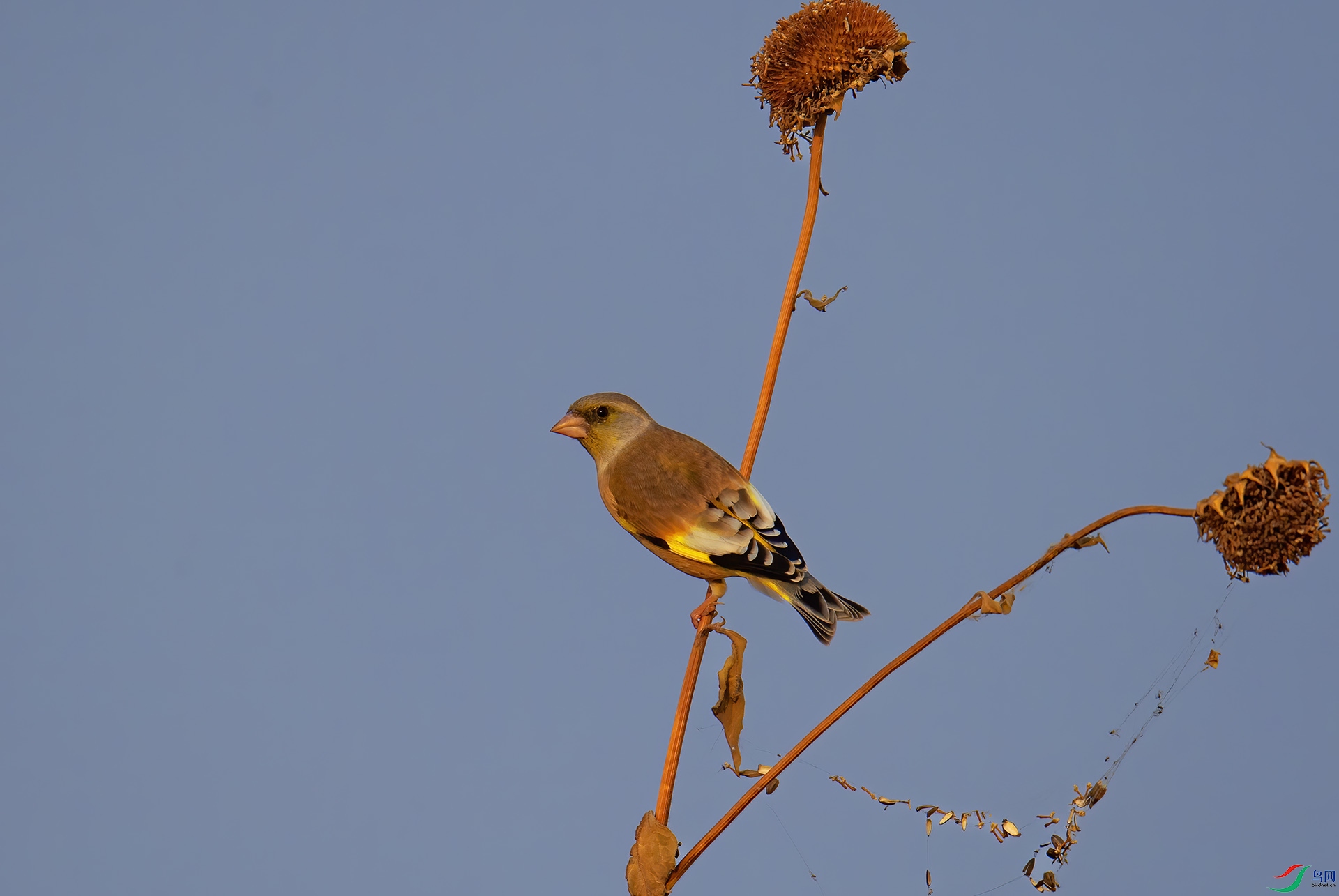DSC_7483 -1.jpg