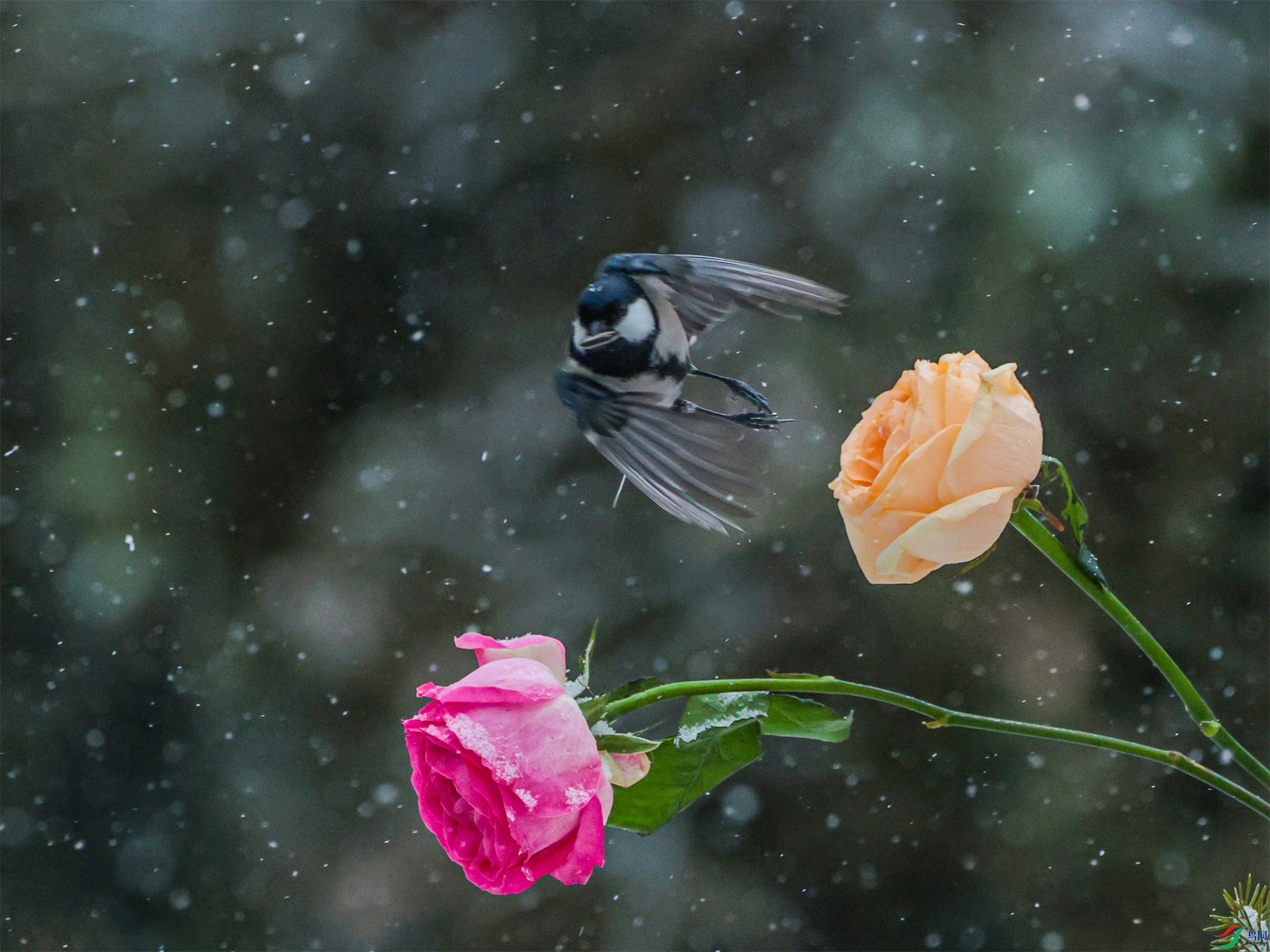 1K3A2799 ����1.jpg