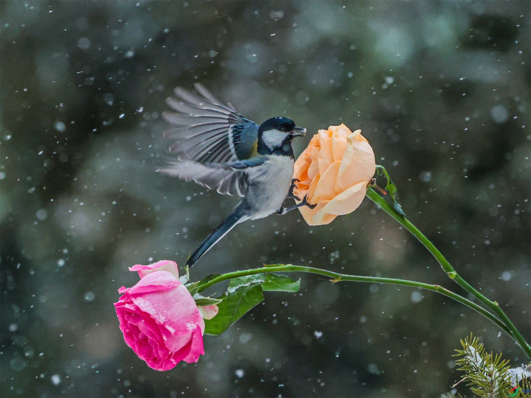 1K3A2798 ����1.jpg