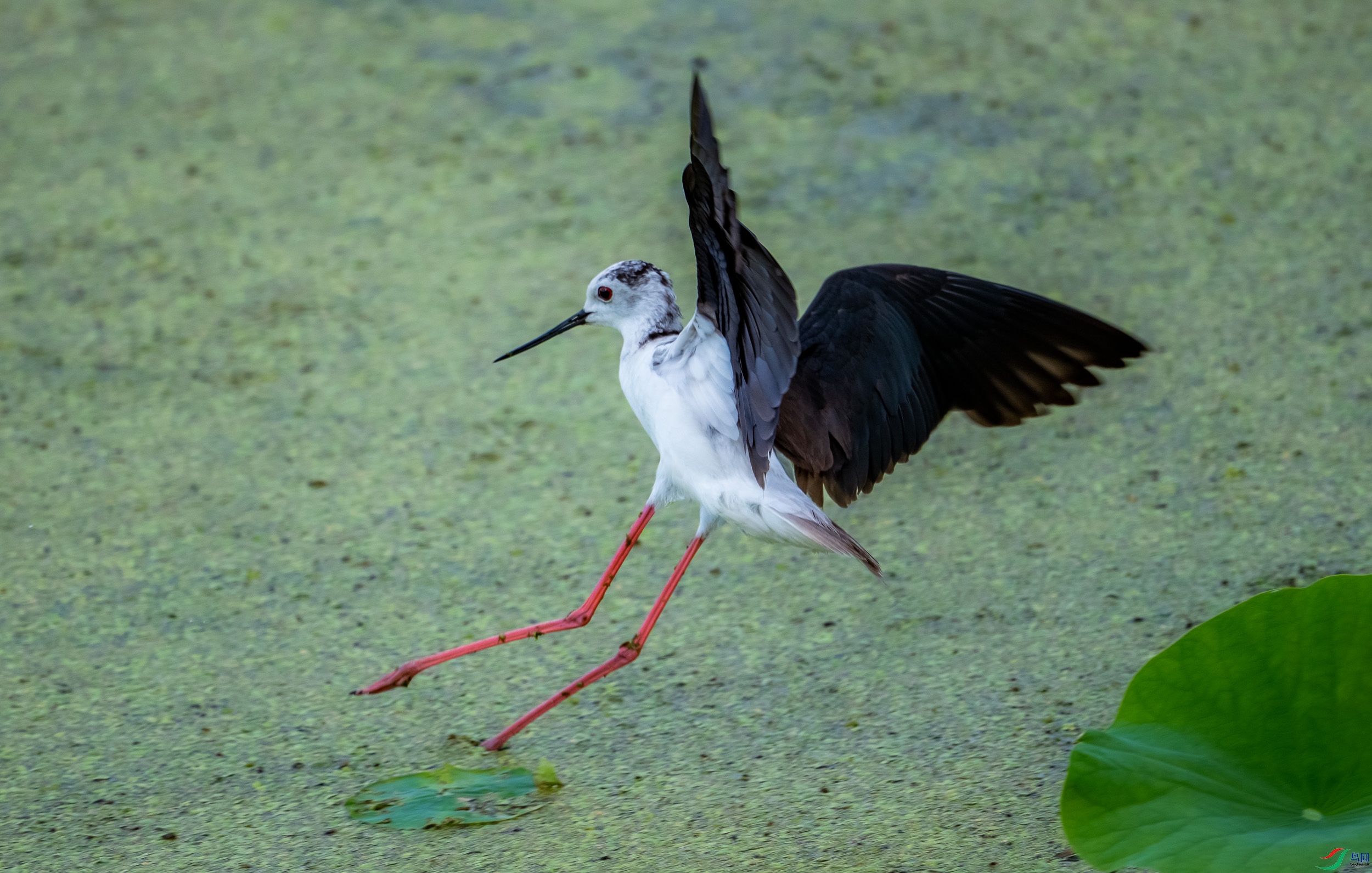 �ڳ᳤����