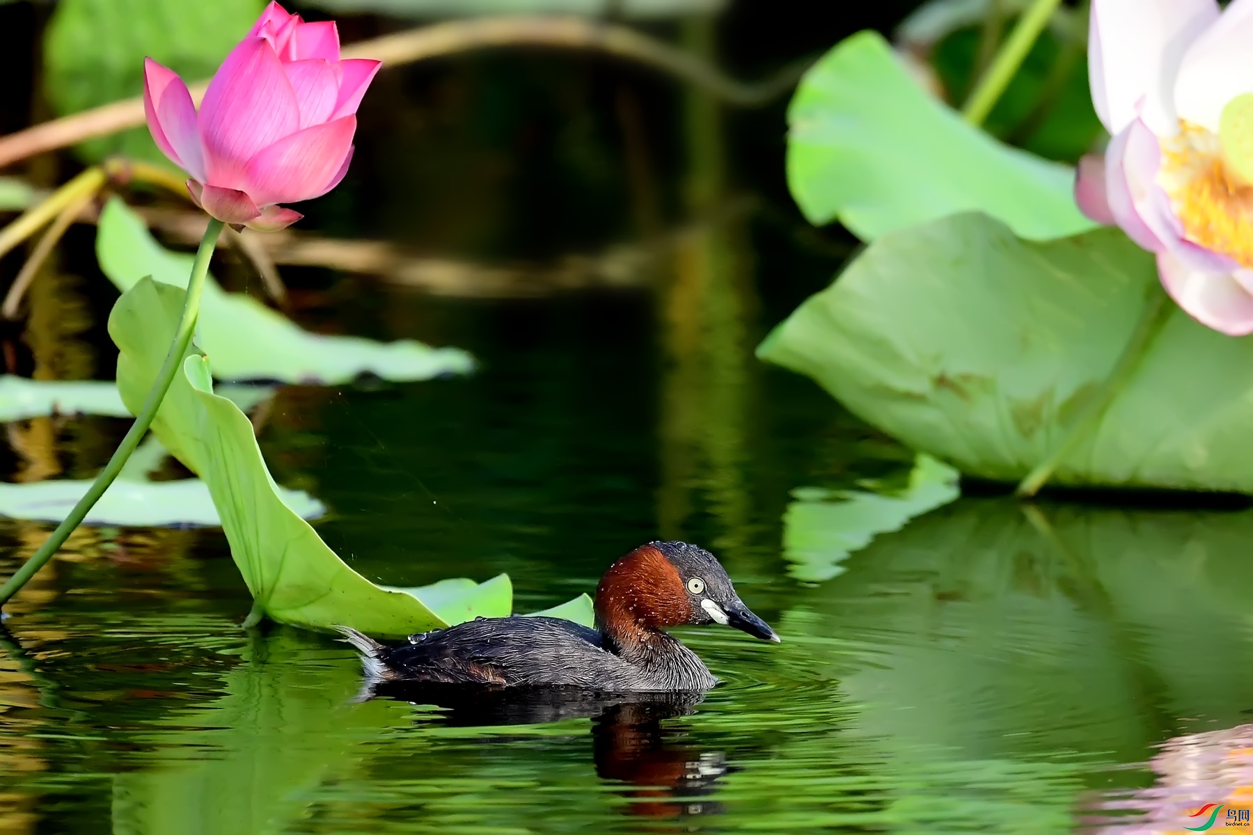 DSC_7581.jpg