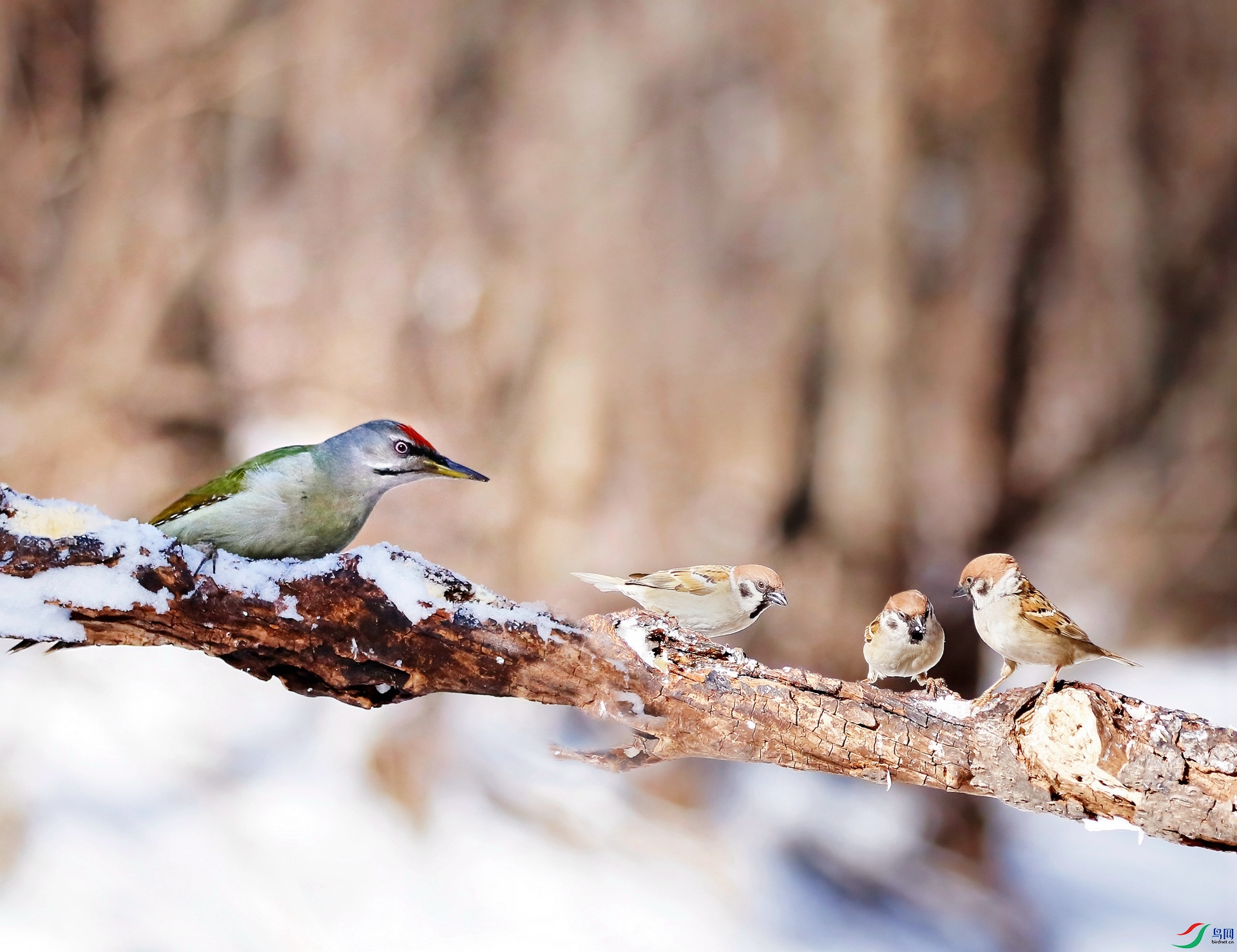 ����ľ����ȸ