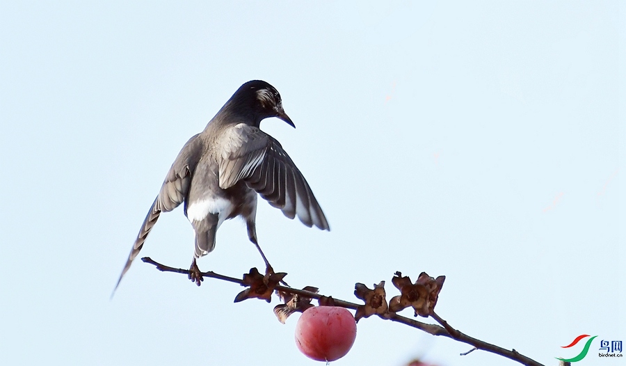 DSC_0788_����.jpg
