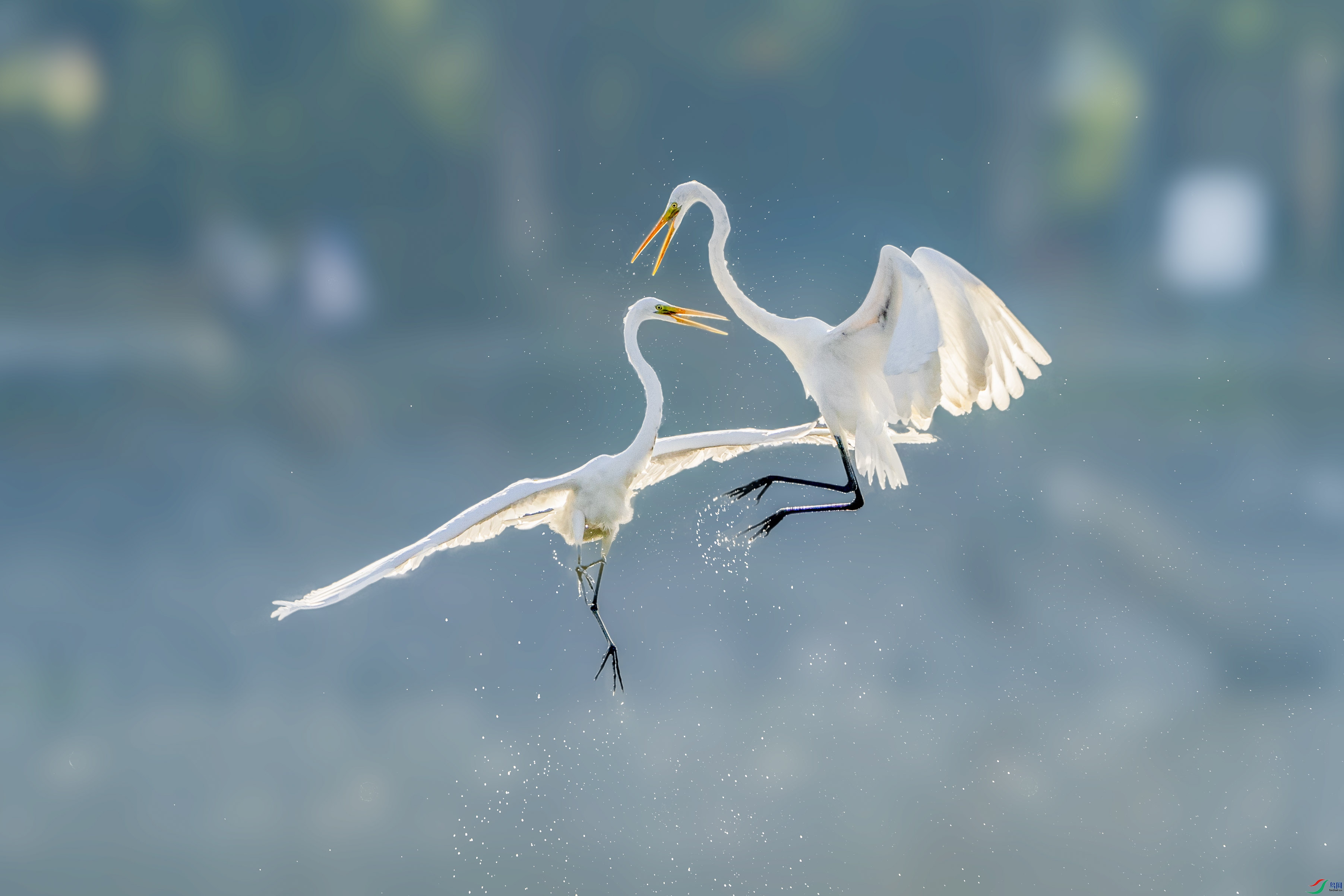 _ZZX1123 ����.jpg