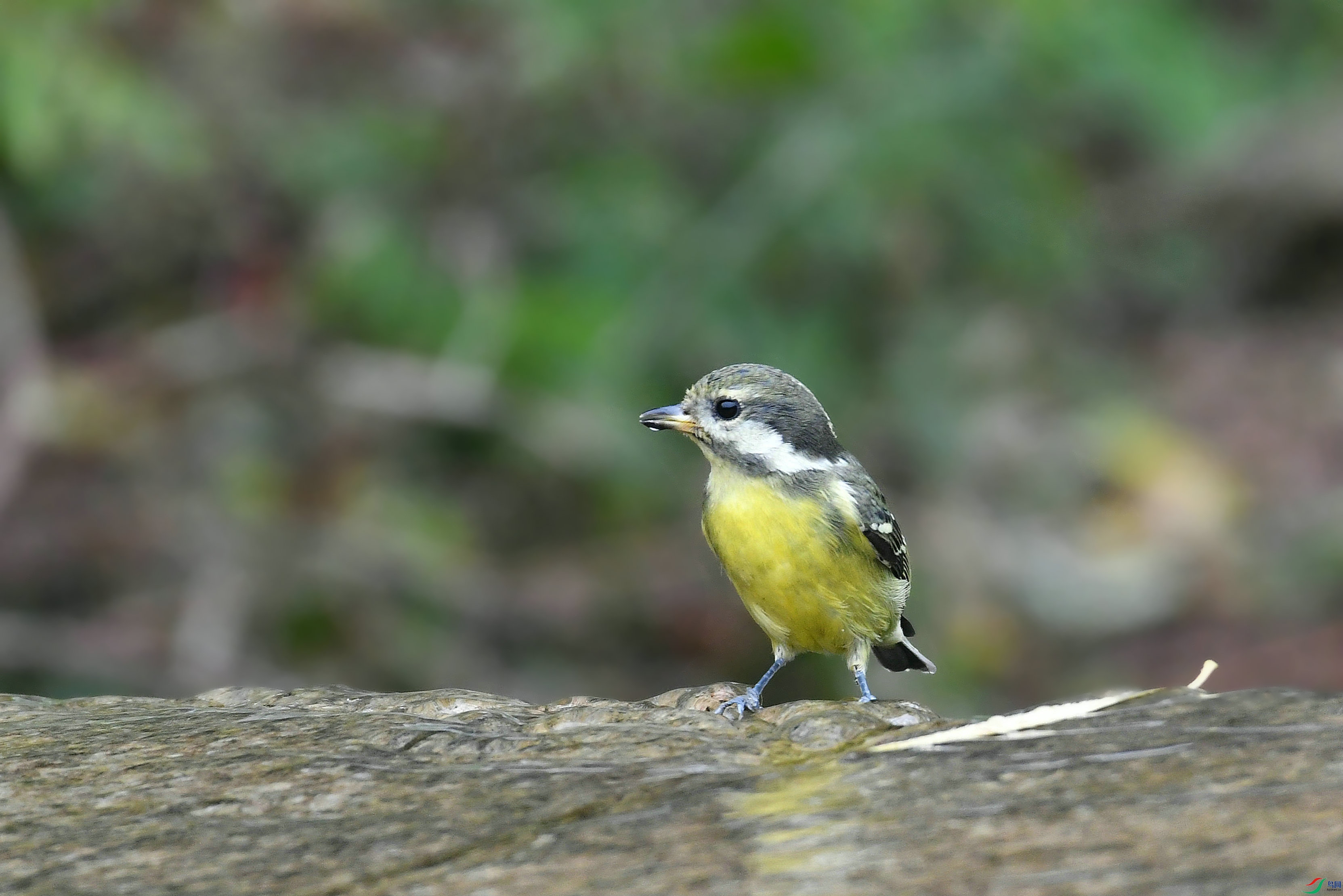 DSC_2597.JPG