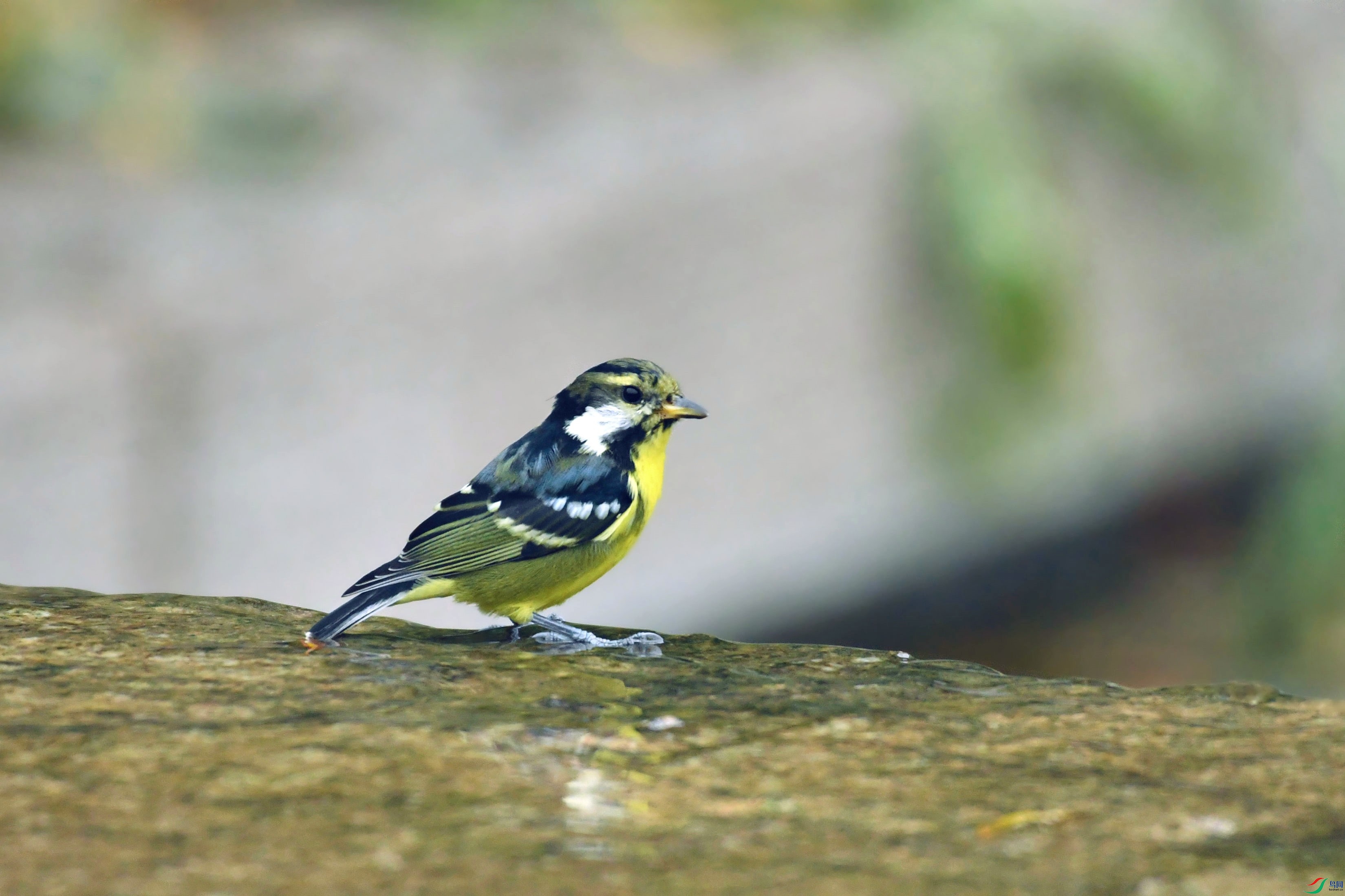 DSC_2631.JPG