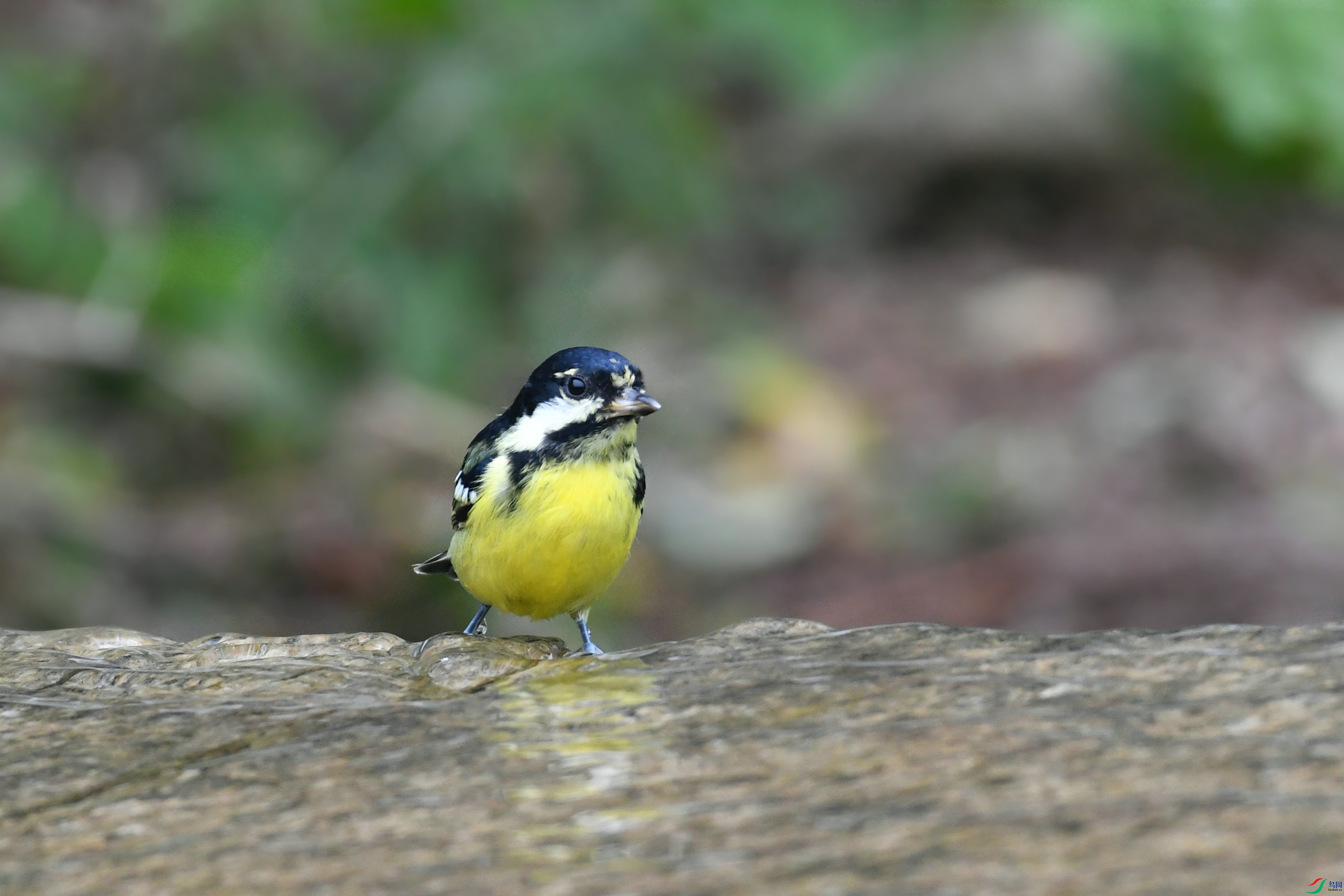 DSC_2532.JPG