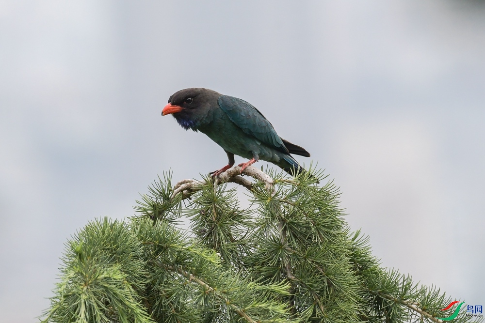 DSC_0976 (1)_����.jpg