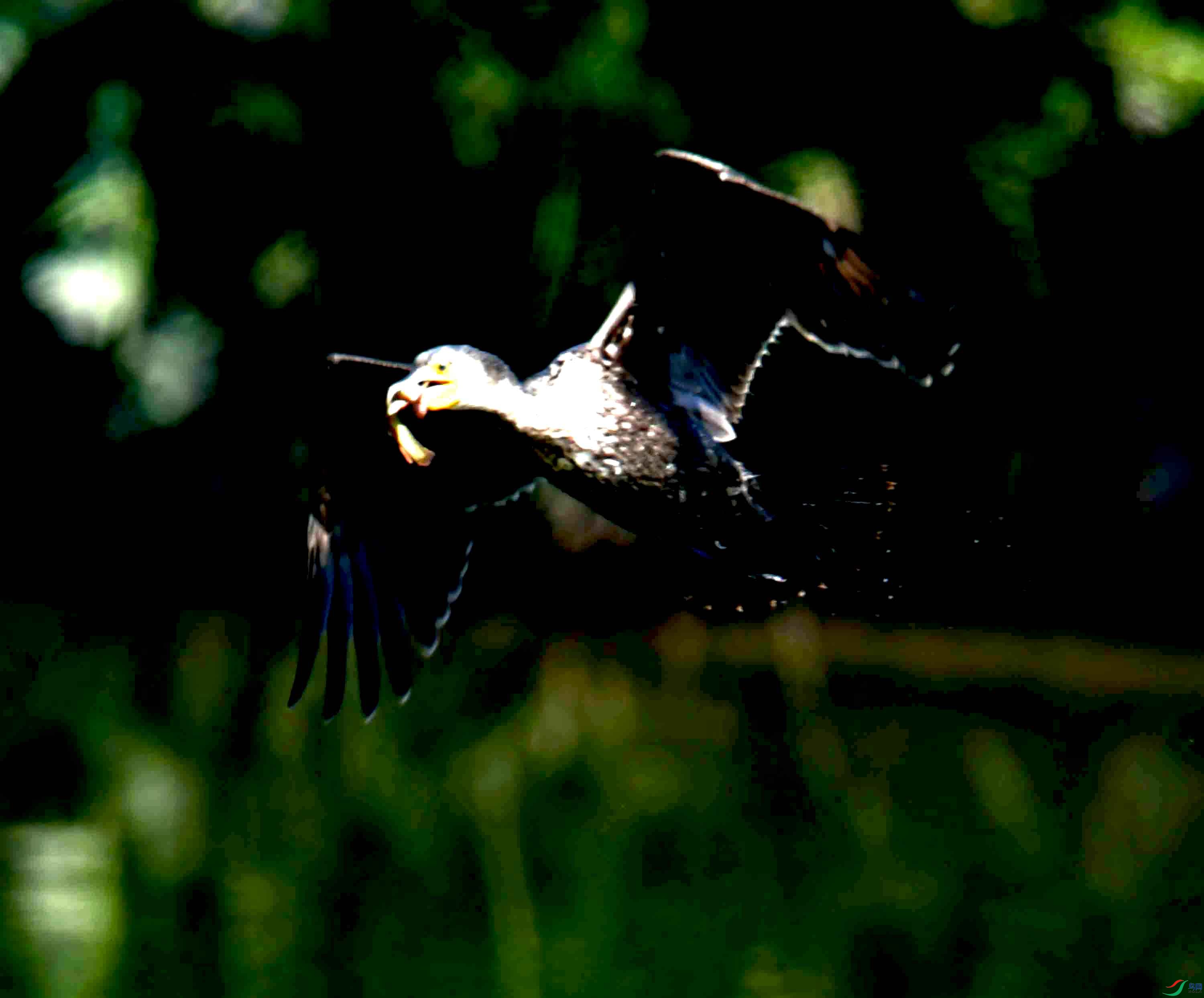 DSC_1602.JPG