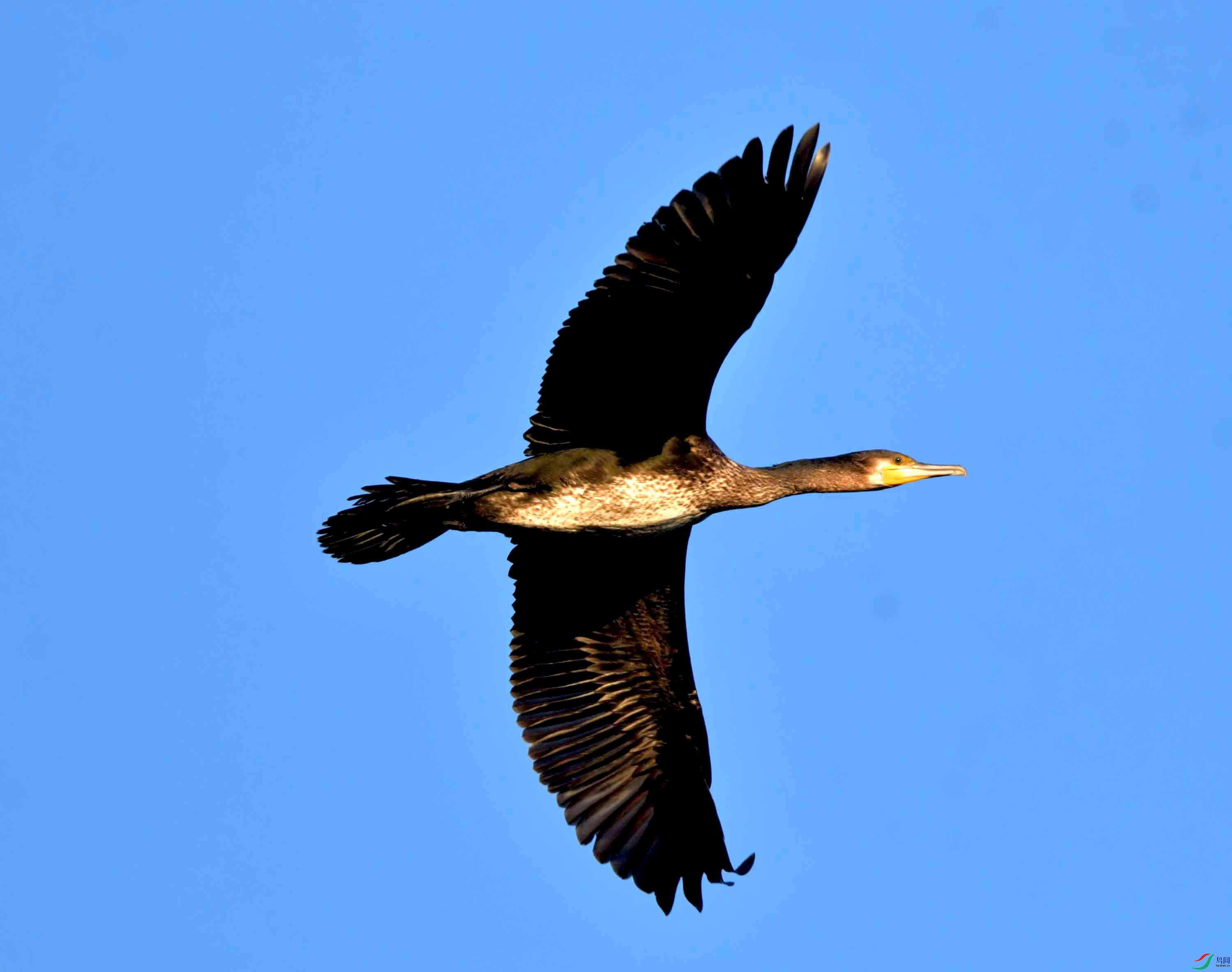 DSC_9822.JPG