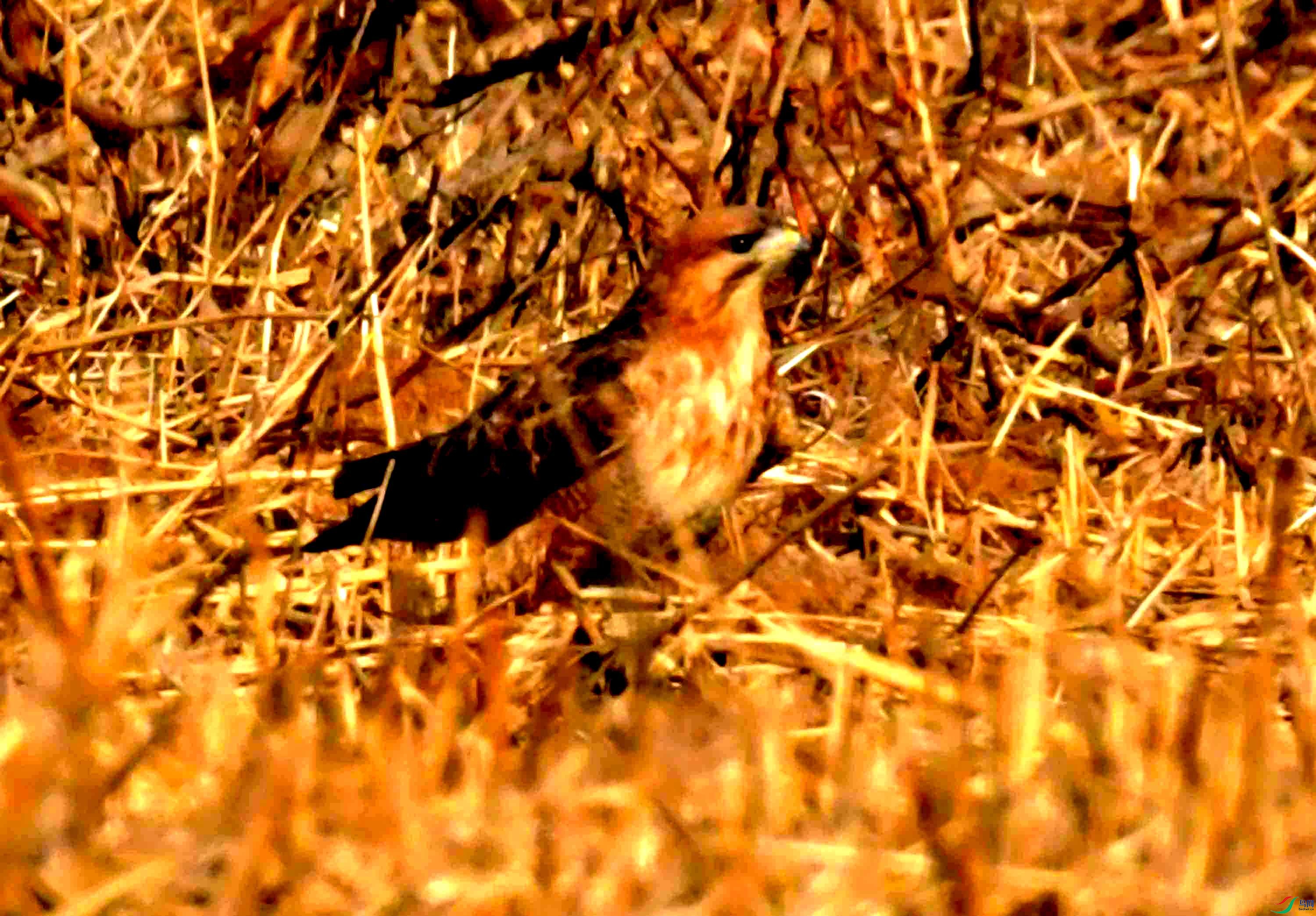 DSC_1372.JPG