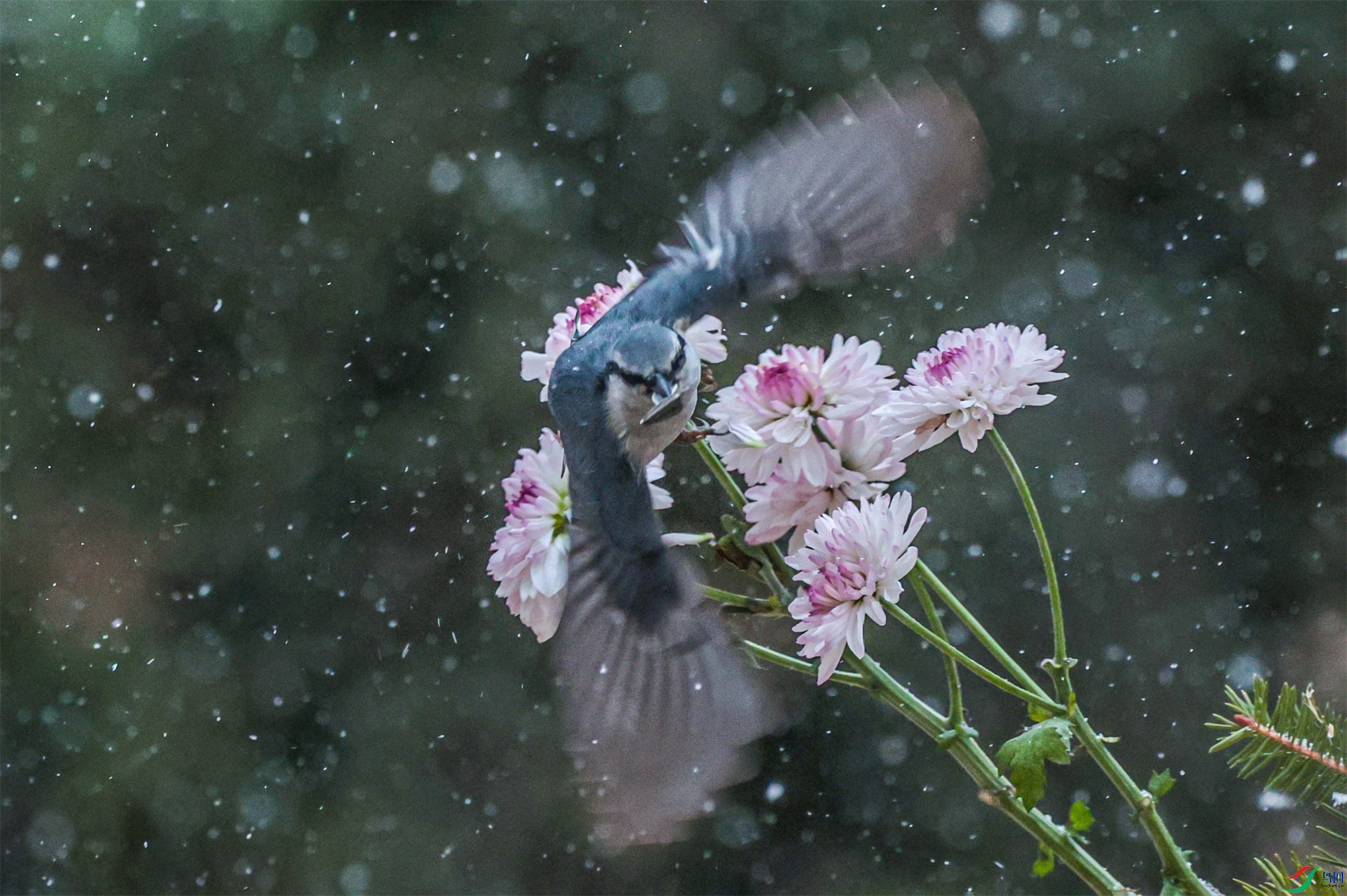 1K3A2447 ����1.jpg