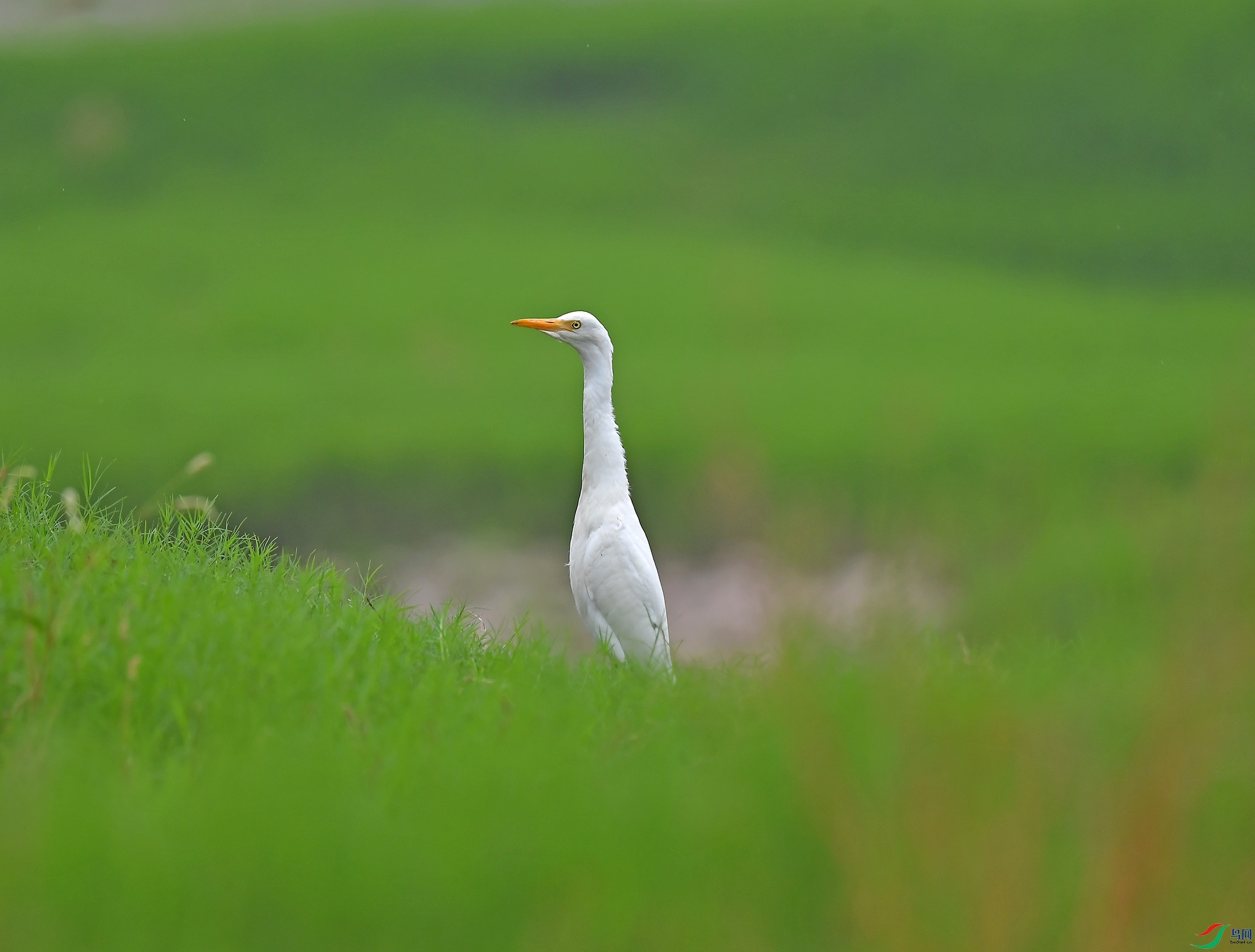 DSC_3196.JPG