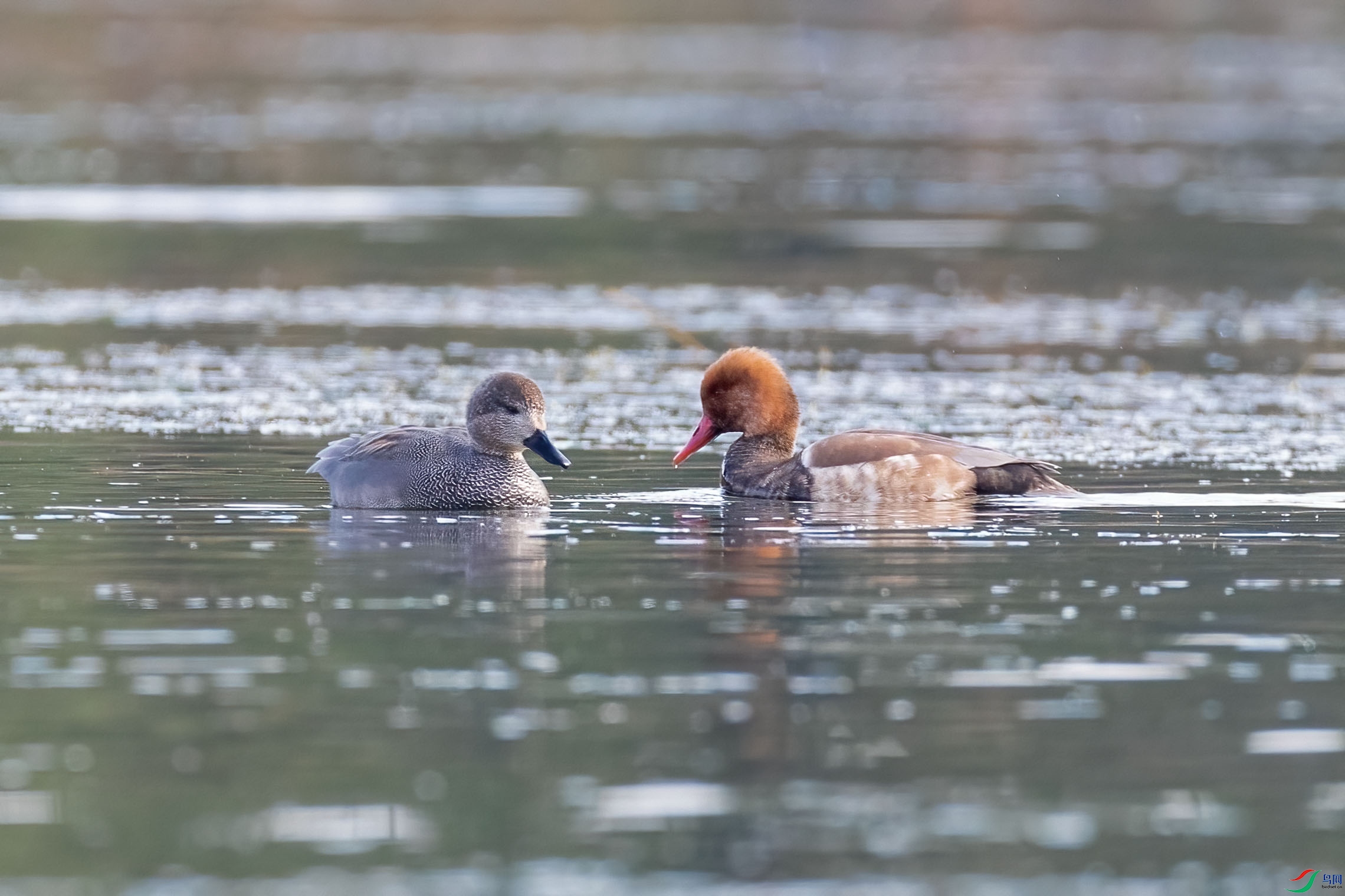 A74I6377.jpg