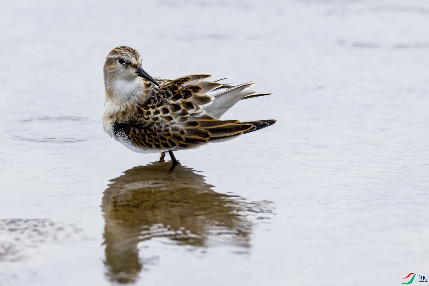 ��װ   С����