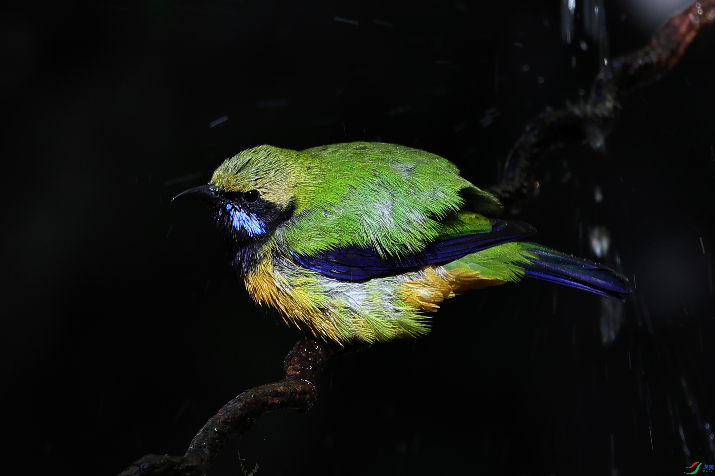 �ƹڳȸ�Ҷ�ǣ����ϣ�2 (4).JPG