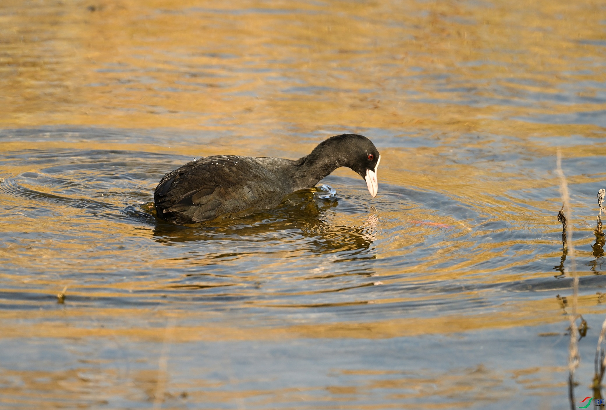 DSC_1031.JPG