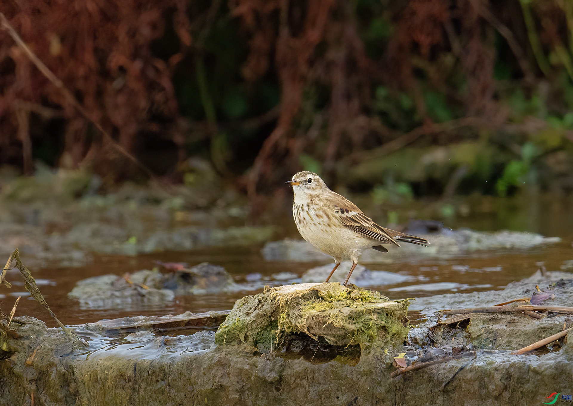 DSC_4678 -1.jpg