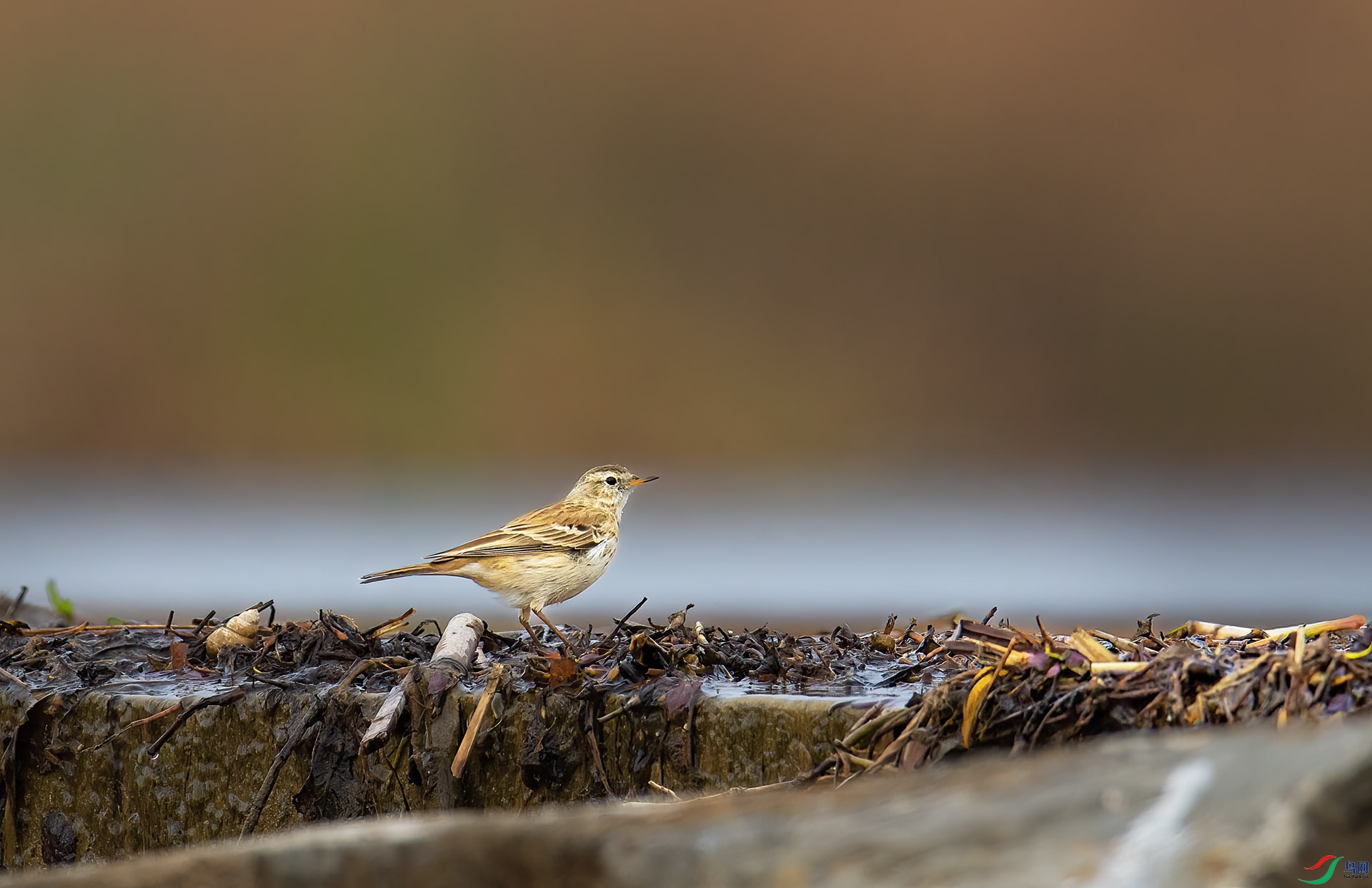 DSC_4730 -1.jpg