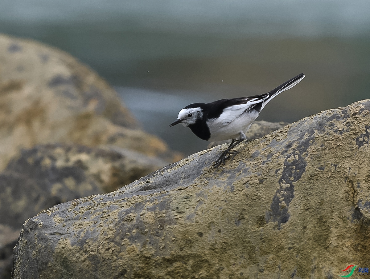 DSC_0784.JPG