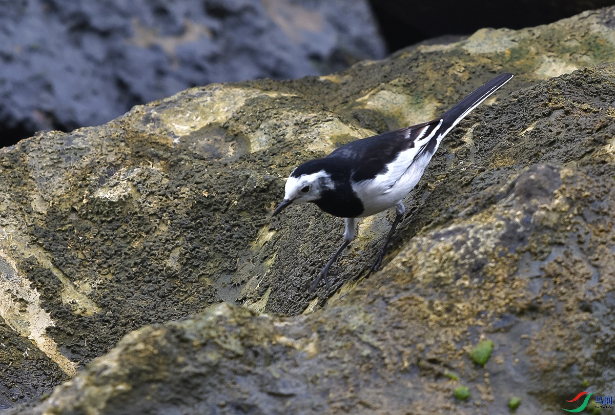 DSC_0803.JPG