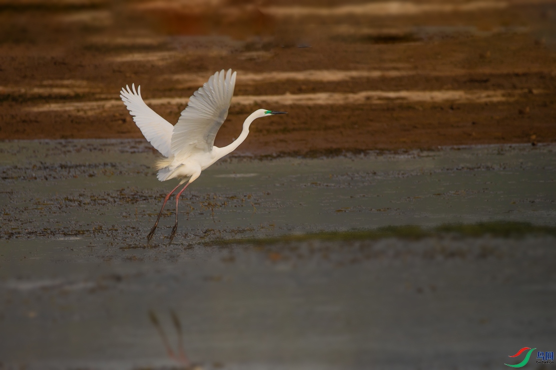DSC_6234ab.jpg