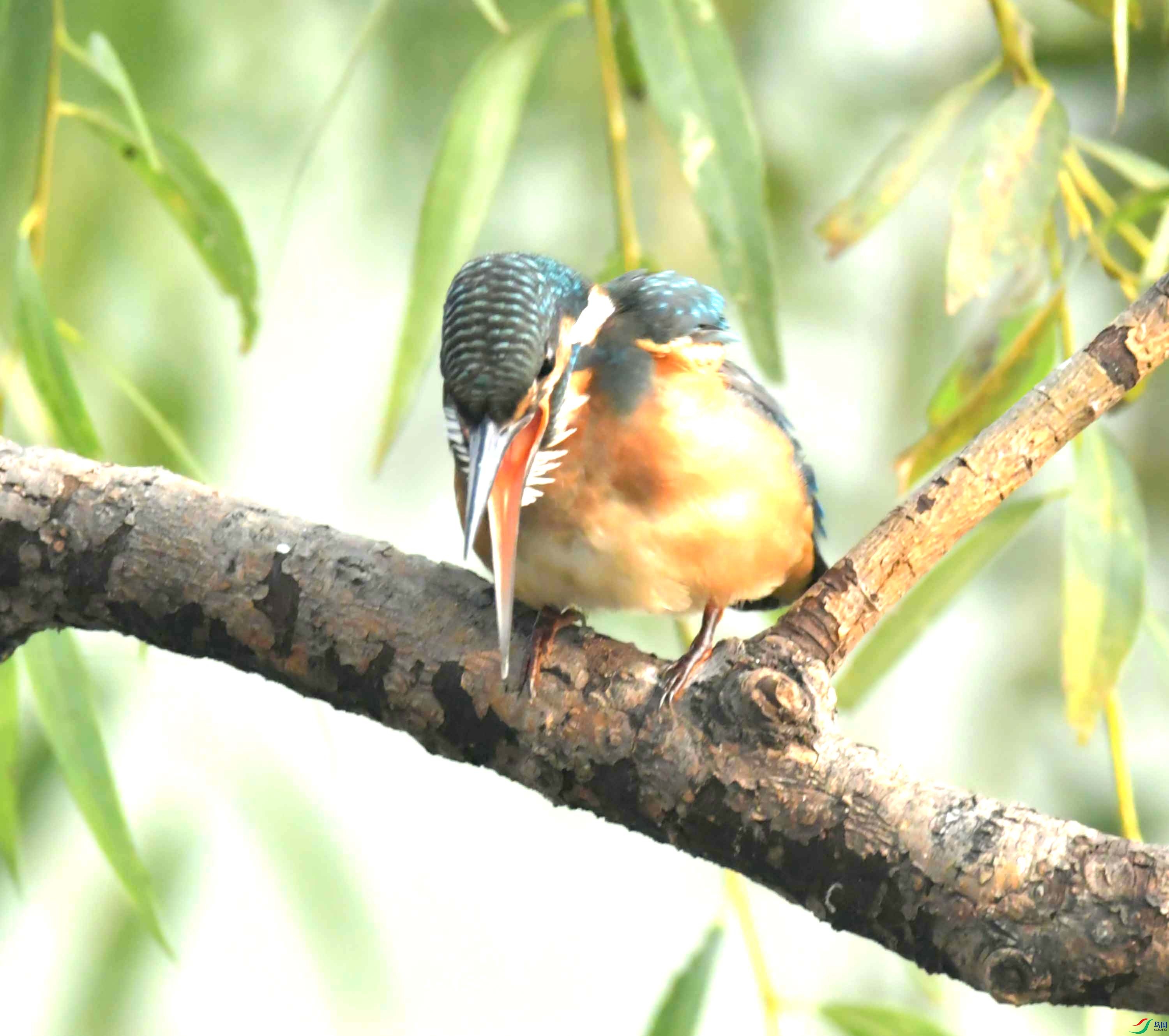 DSC_9906.JPG