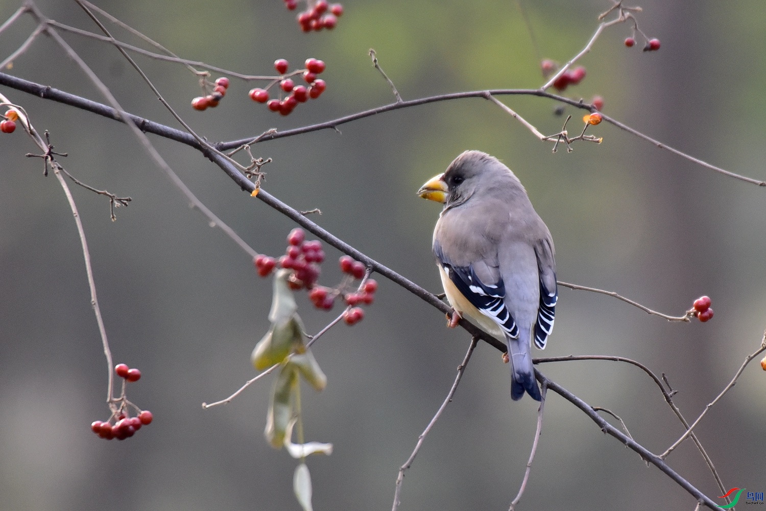 DSC_6511.JPG