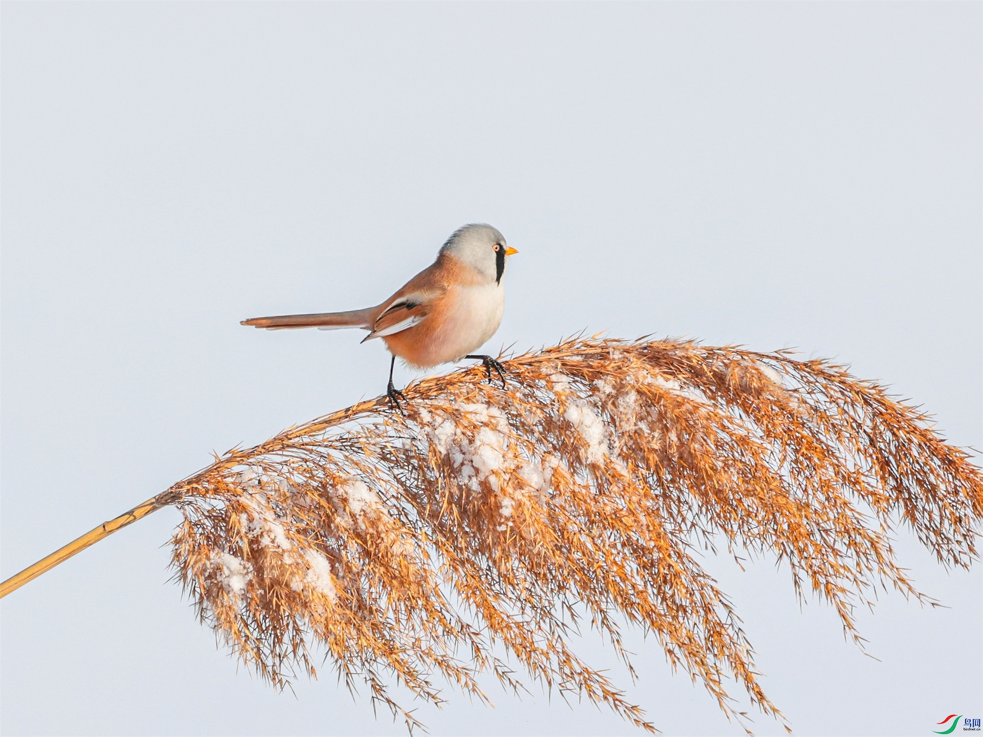 1K3A7164 ����1.jpg