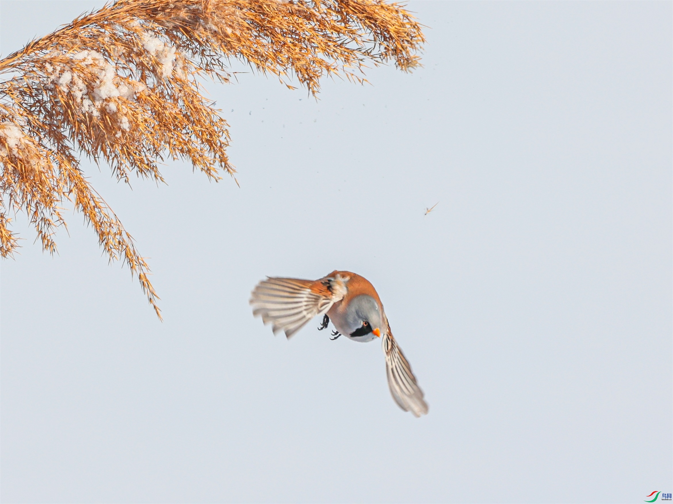 1K3A7232 ����1.jpg