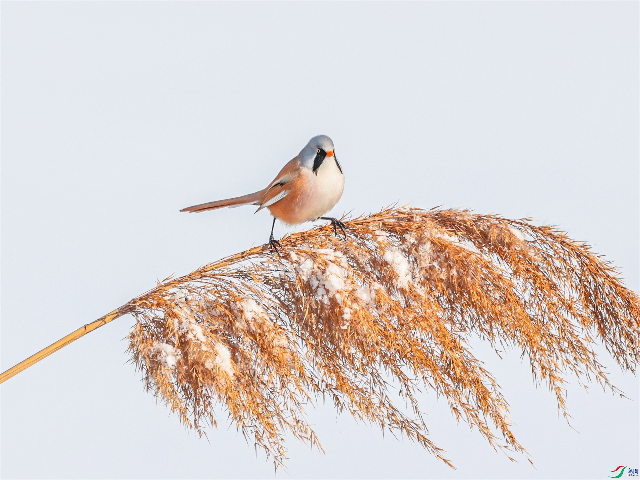 1K3A7165 ����1.jpg