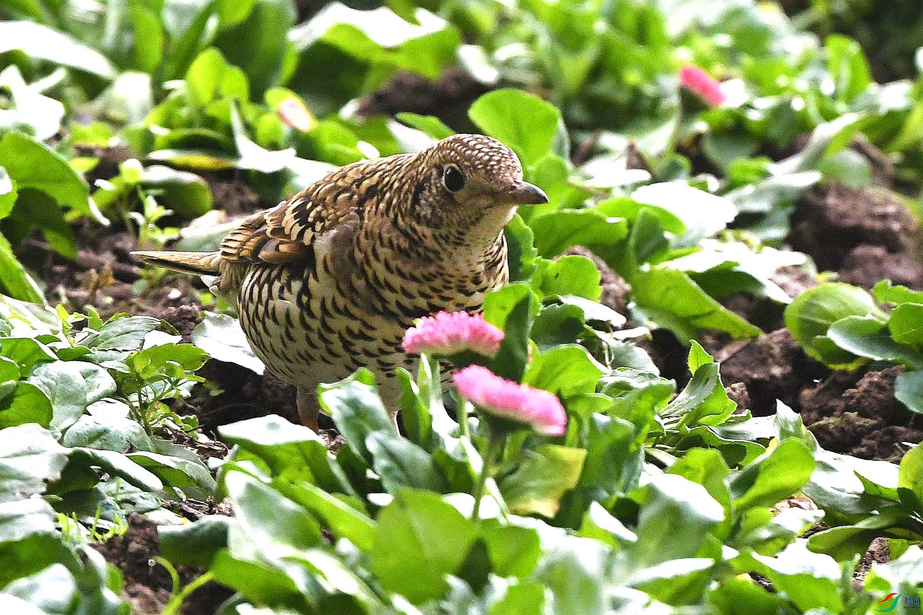 DSC_6620_����.jpg