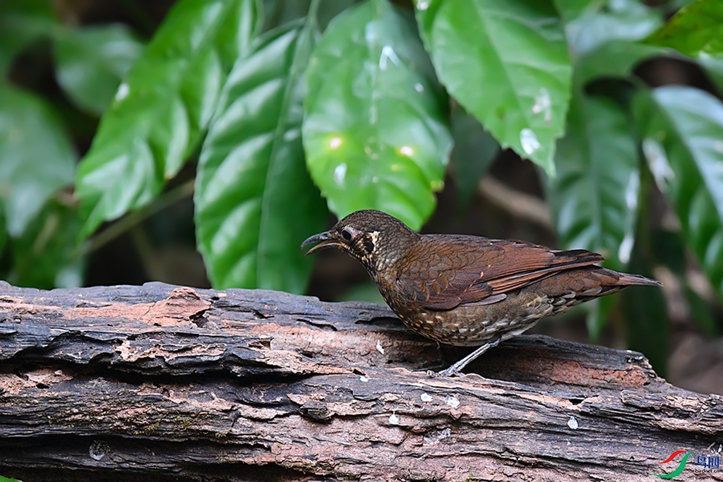 DSC_6752aa.jpg