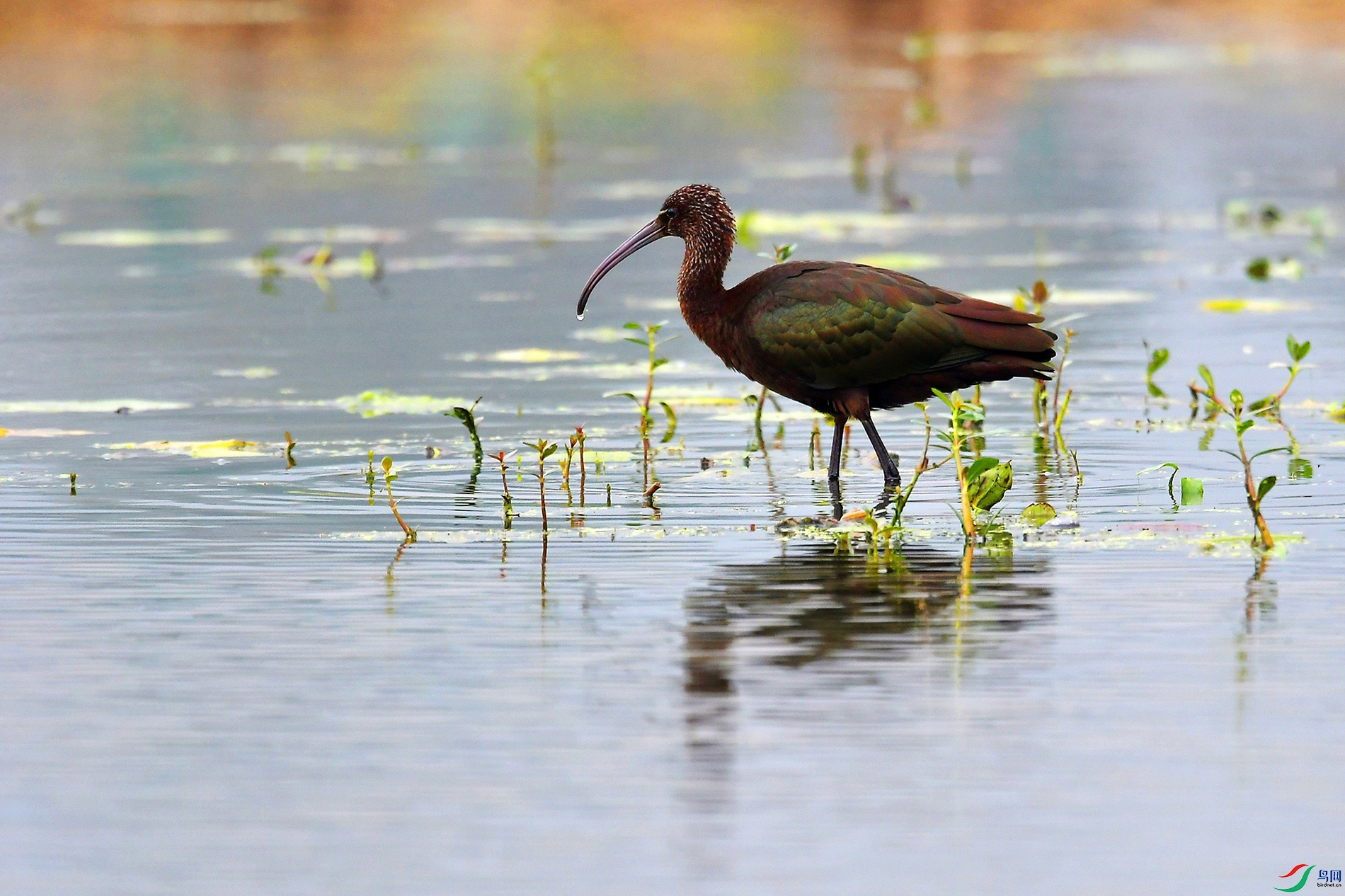 DSC_7406 - ����.JPG